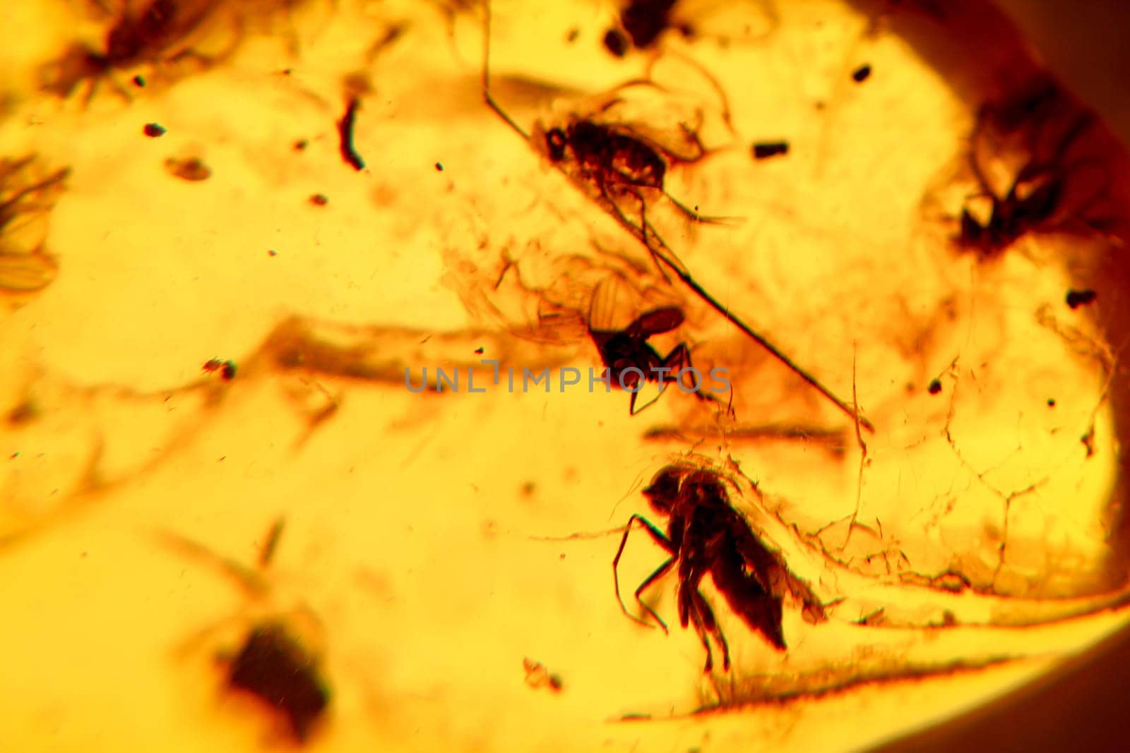 Close up of amber in different variations