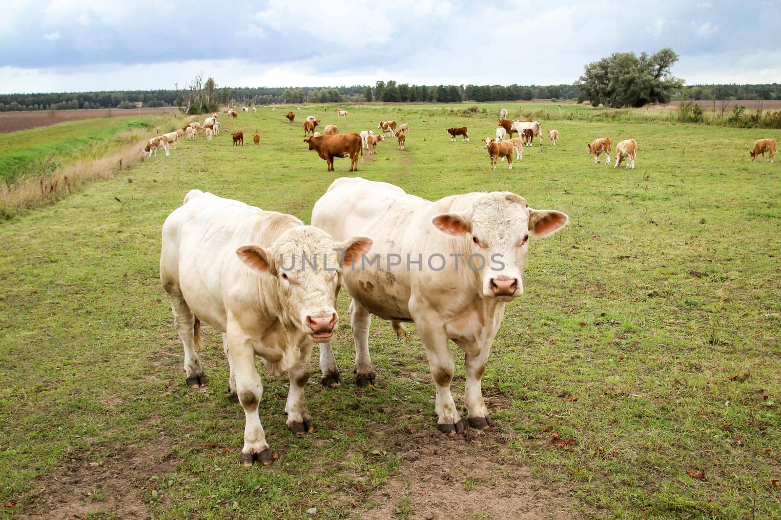 a lot of cows in the pasture