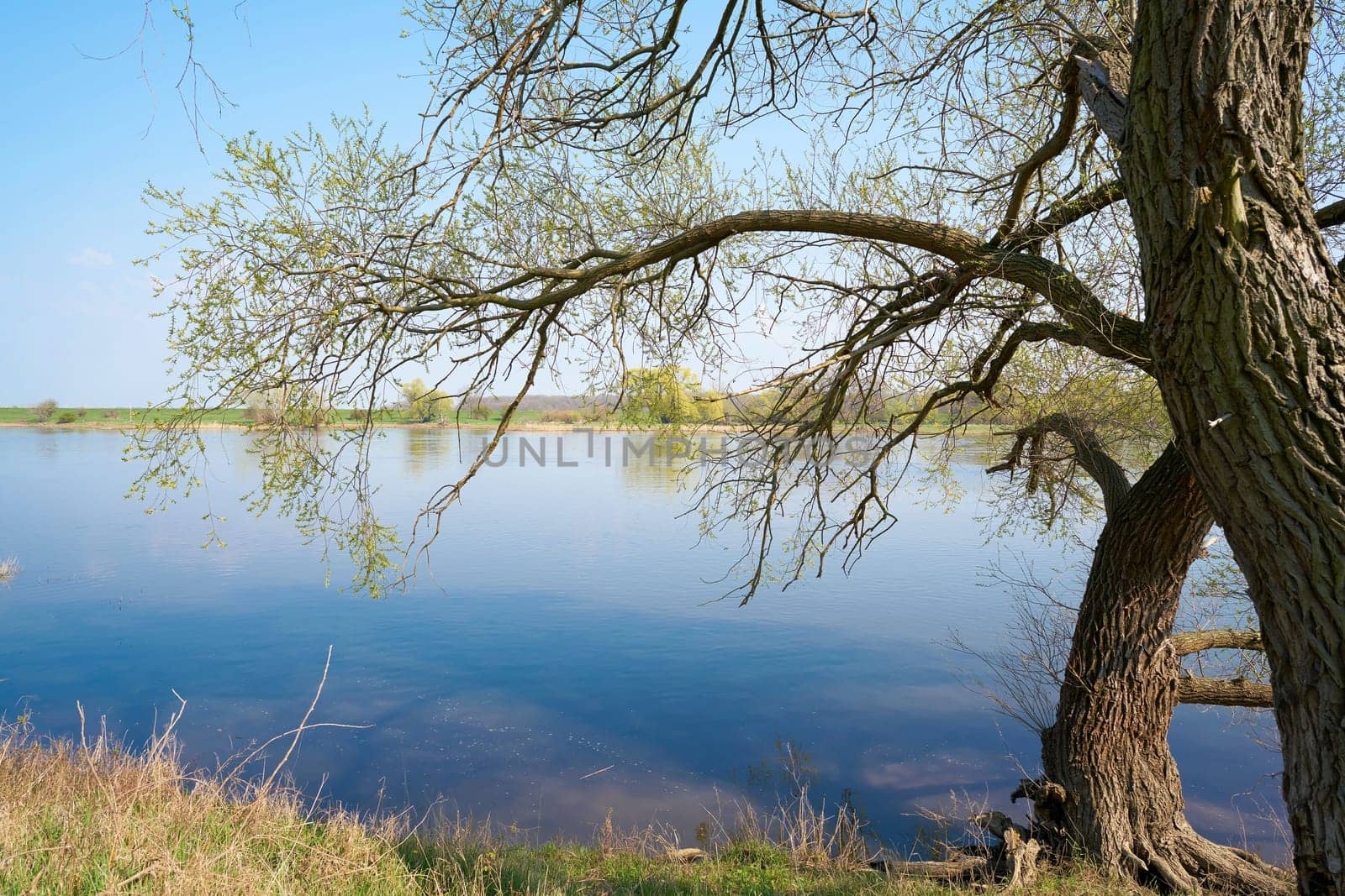 Elbe landscape on the banks of the river Elbe near Magdeburg