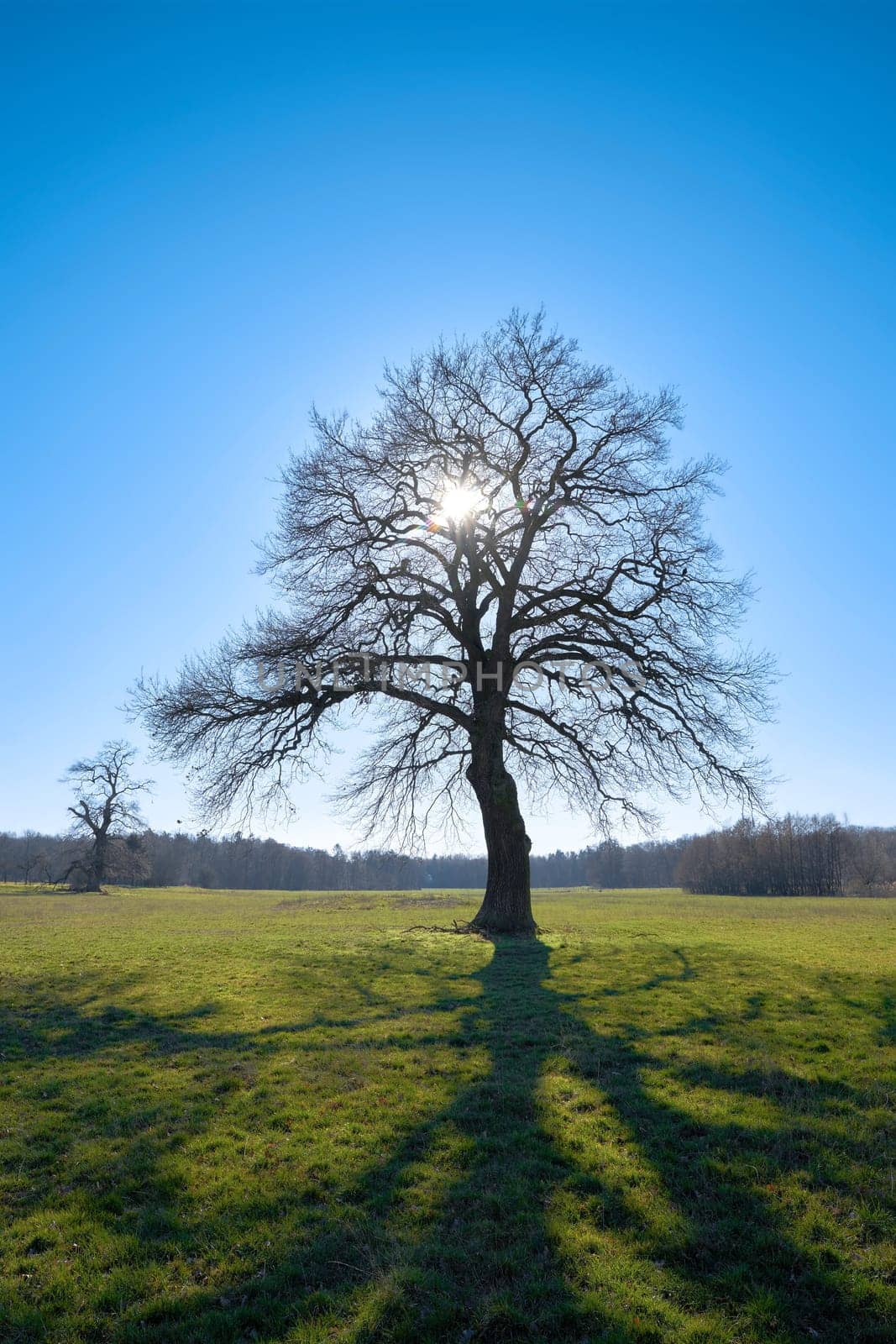 Oak tree in a meadow in the back light in spring