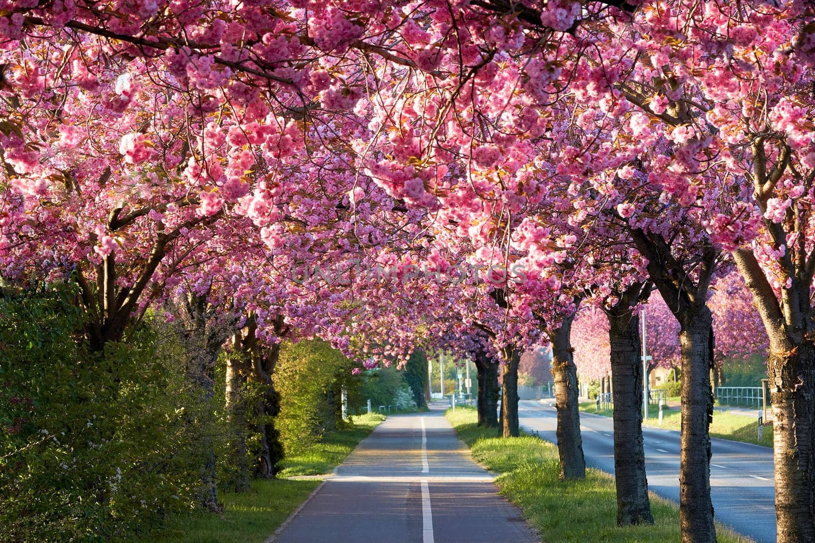 Avenue of blooming cherry trees in spring in downtown Magdeburg in Germany