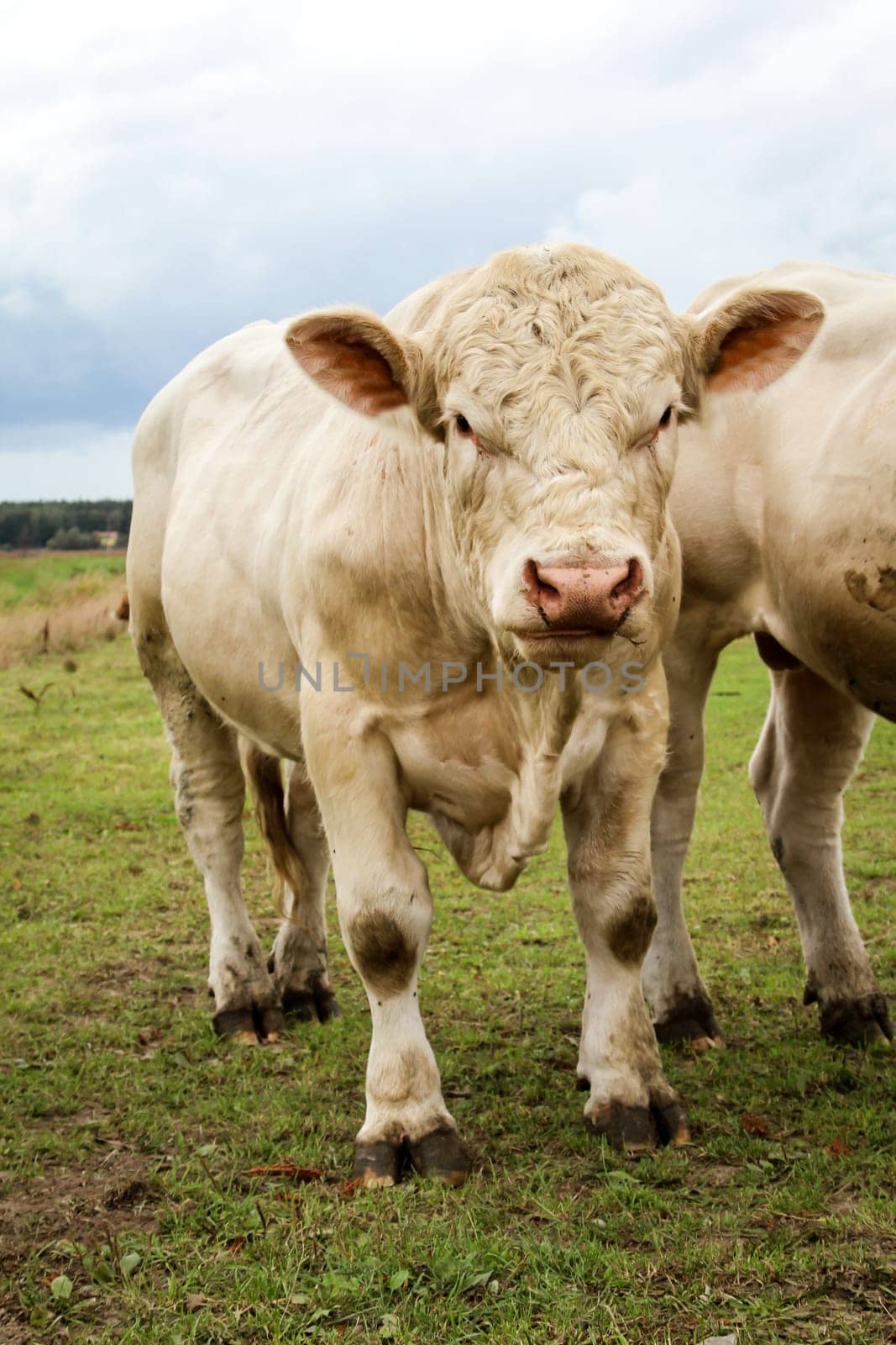a lot of cows in the pasture