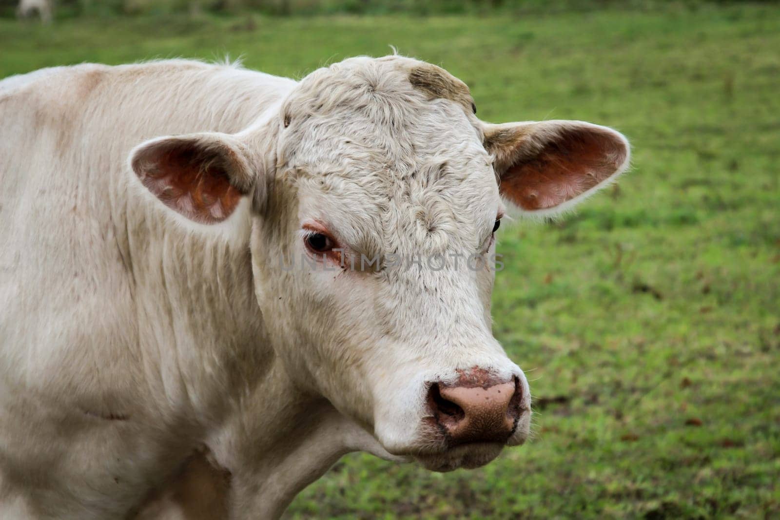 a lot of cows in the pasture