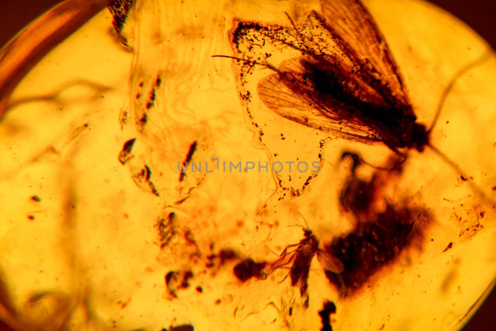 Close up of amber in different variations