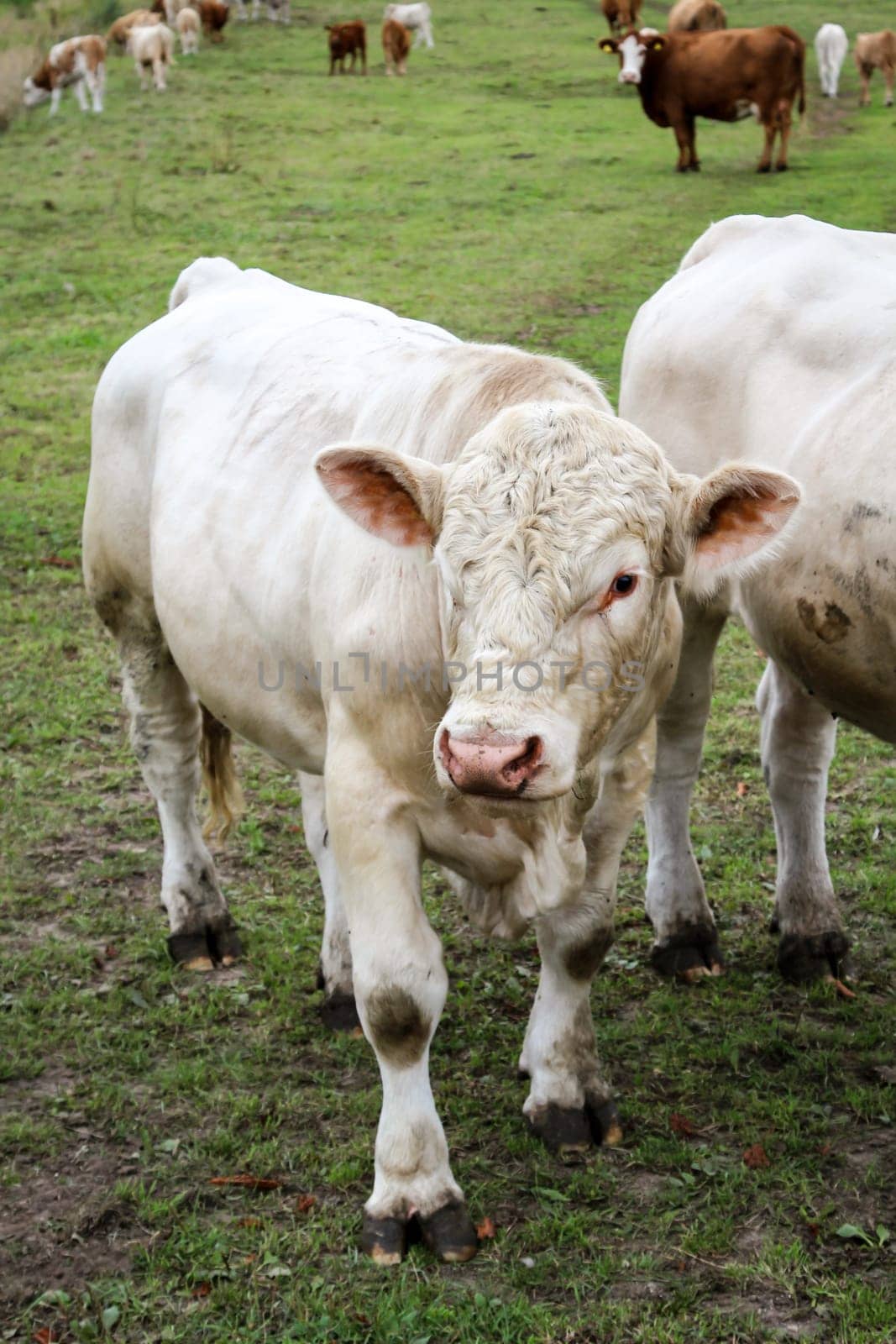 a lot of cows in the pasture