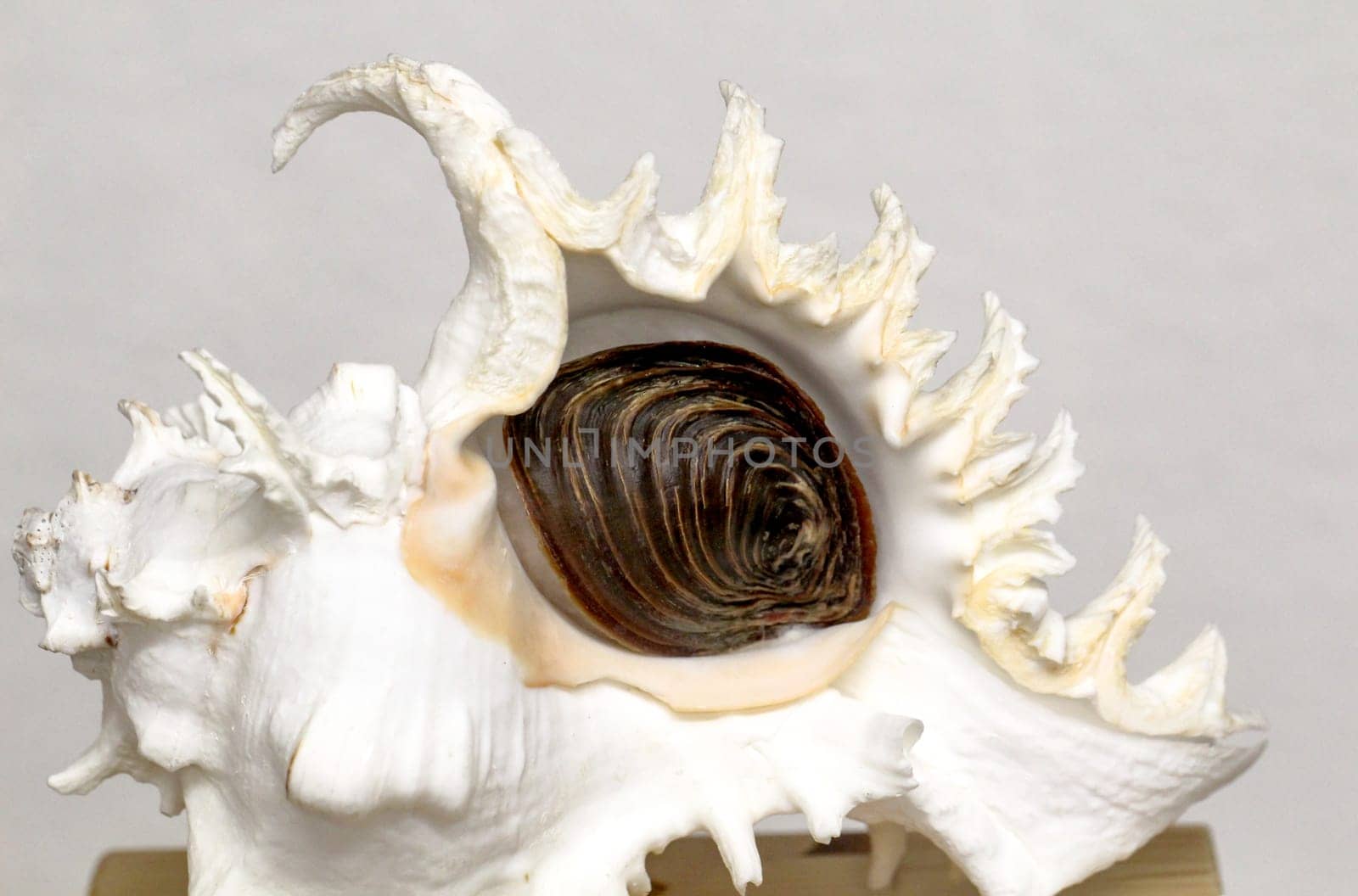 gemstones, shells and semi-precious stones with beautiful colors