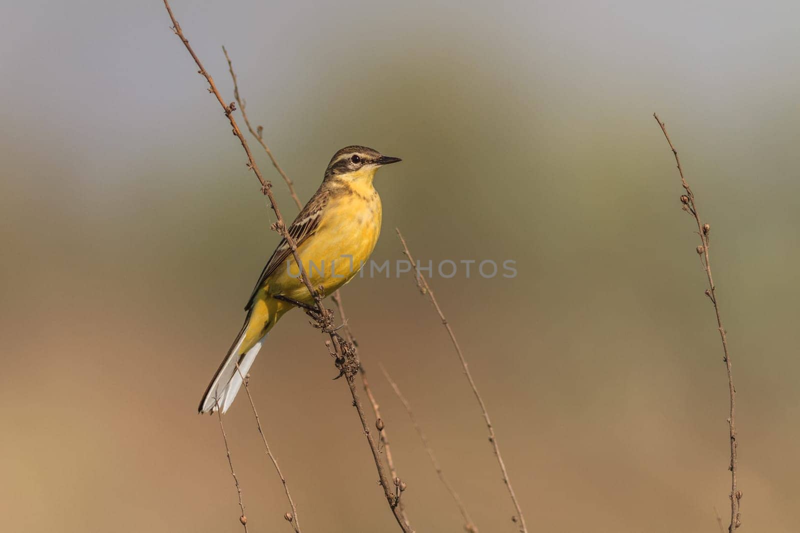 yellow wagtail warble on a tree twig