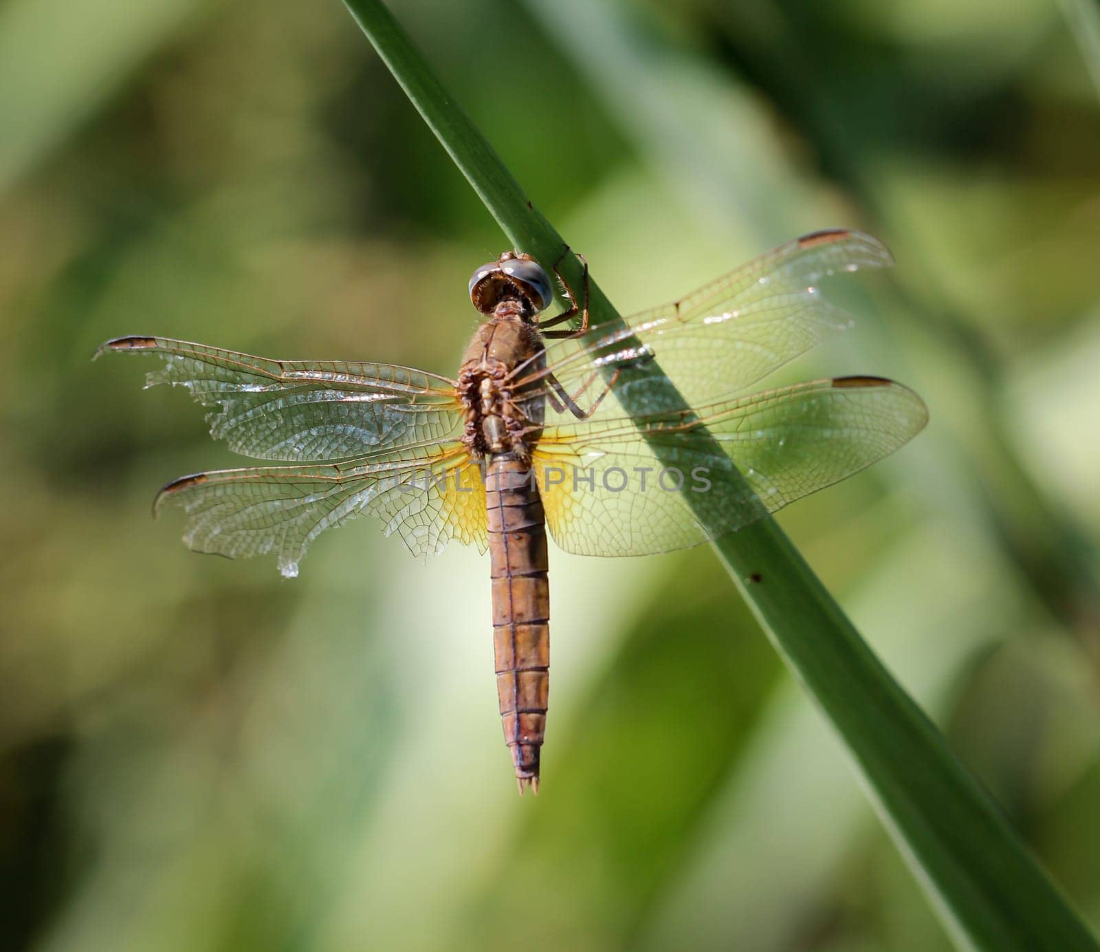 a dragonfly on a plant