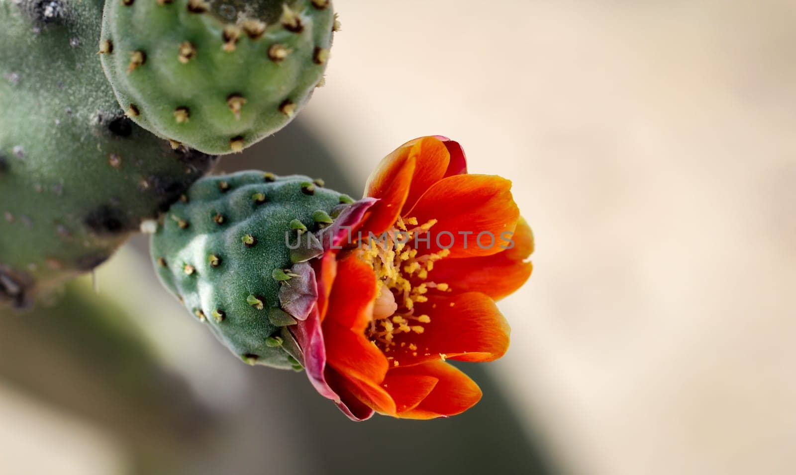Details of a Cactus, blossom