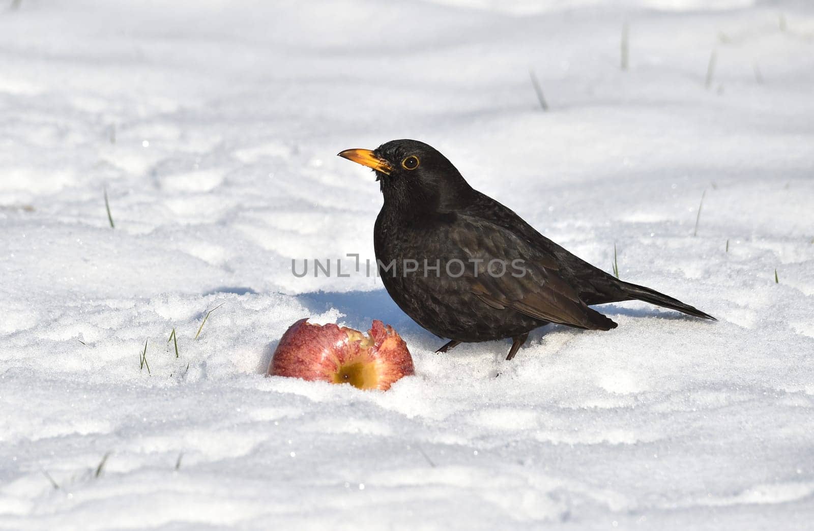Photographed in the garden