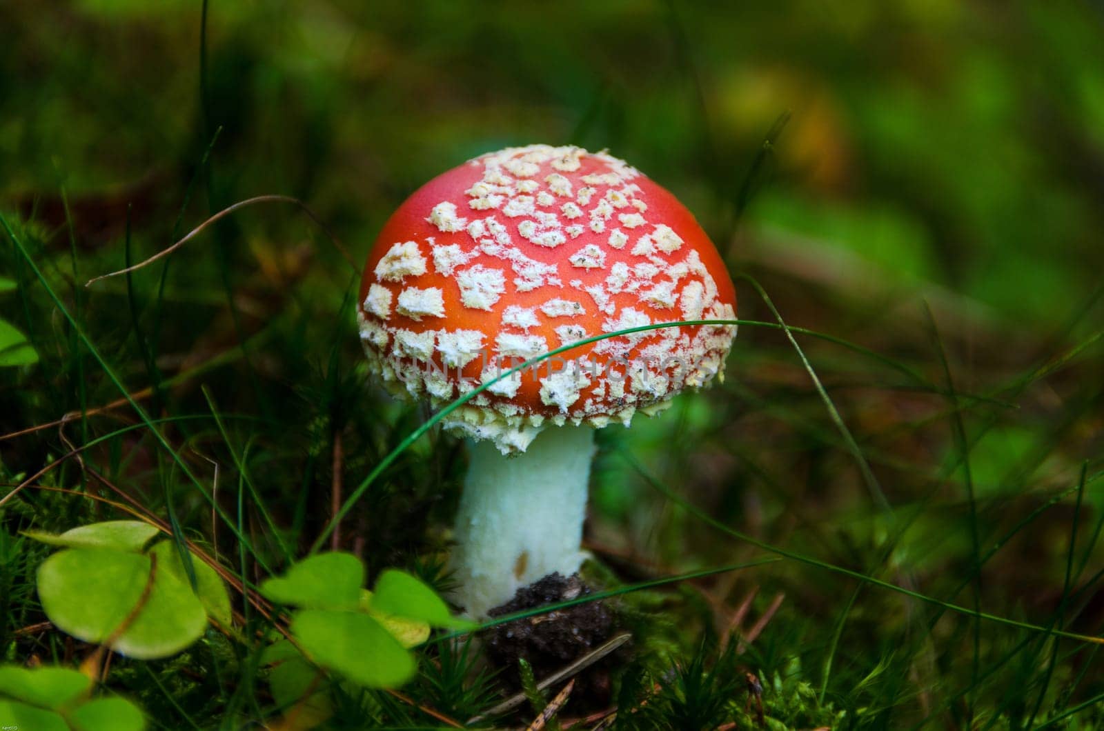 one very poisen mushroom in the wood not to eat