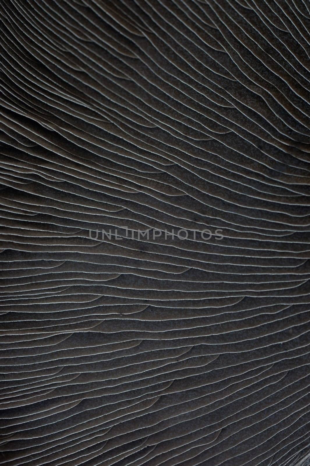 A close up shot of a field mushroom