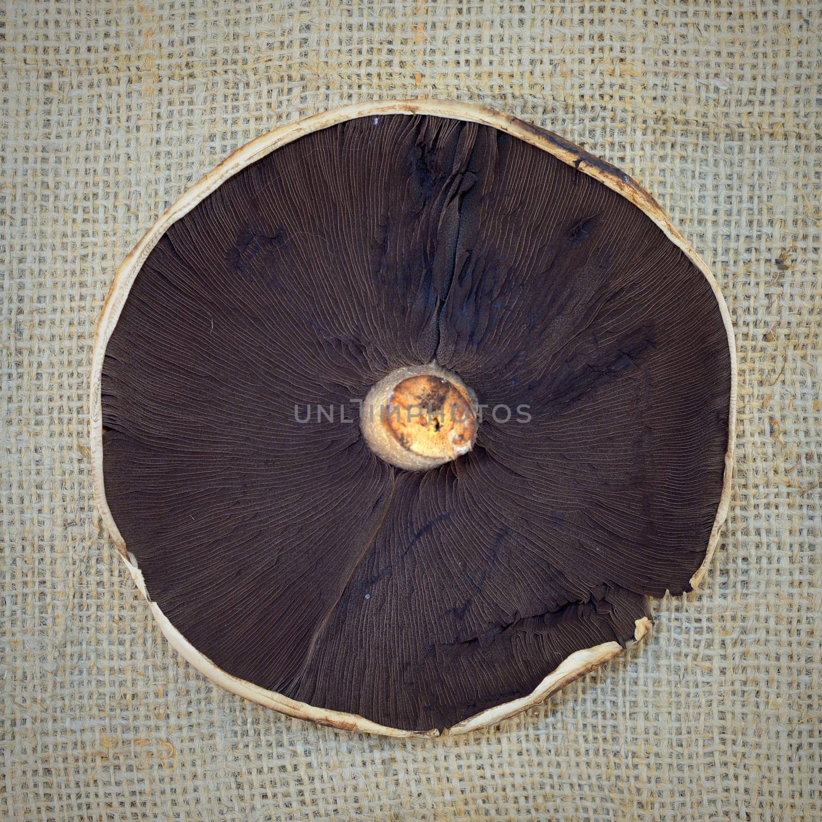 A close up shot of a field mushroom