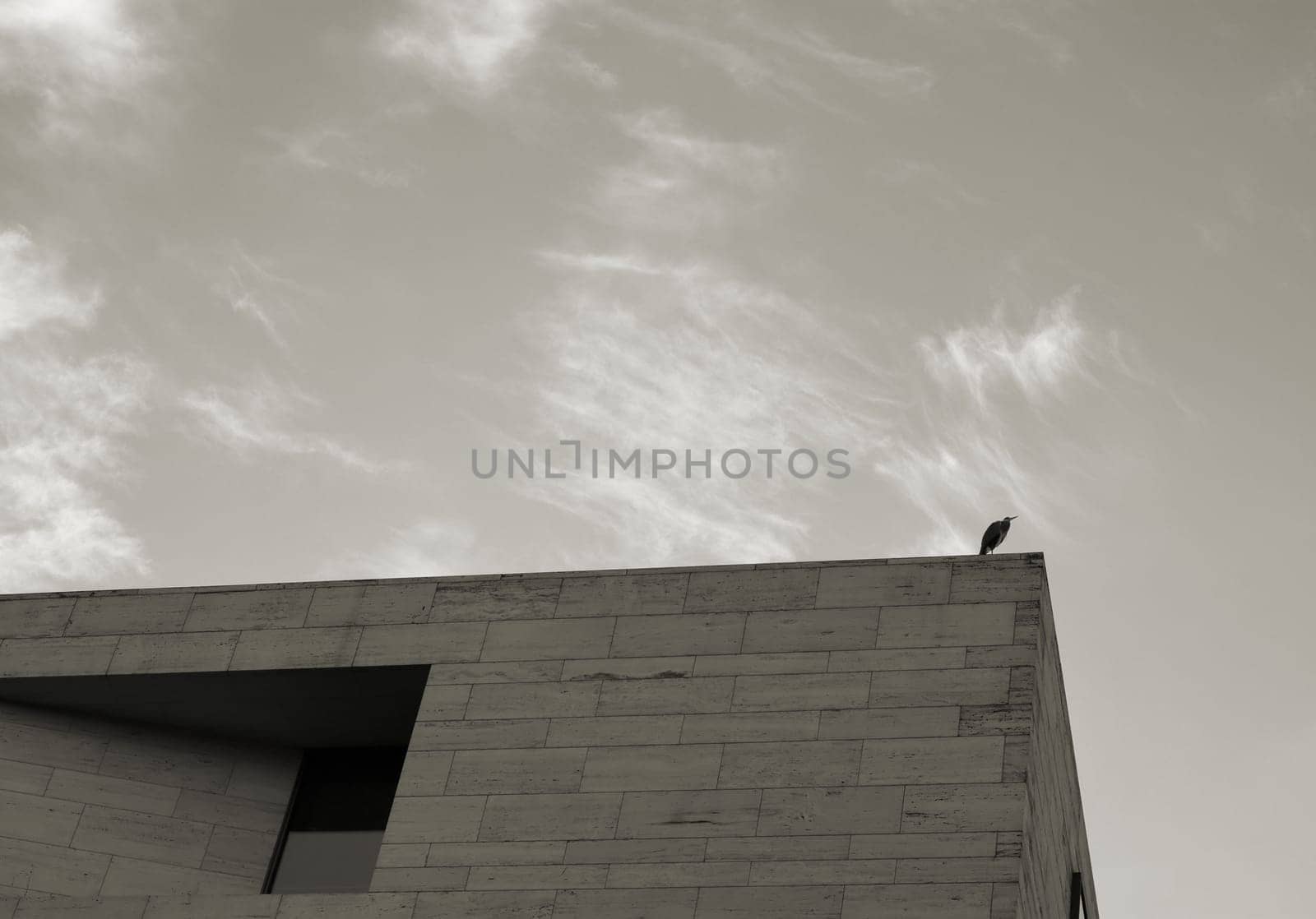 Heron over the roofs of Berlin