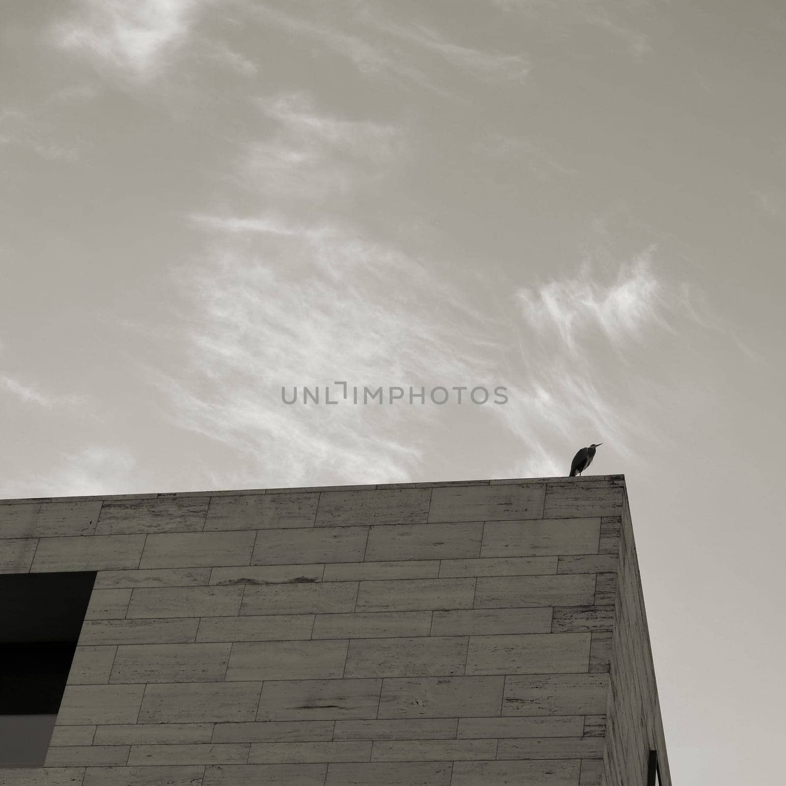 Heron over the roofs of Berlin