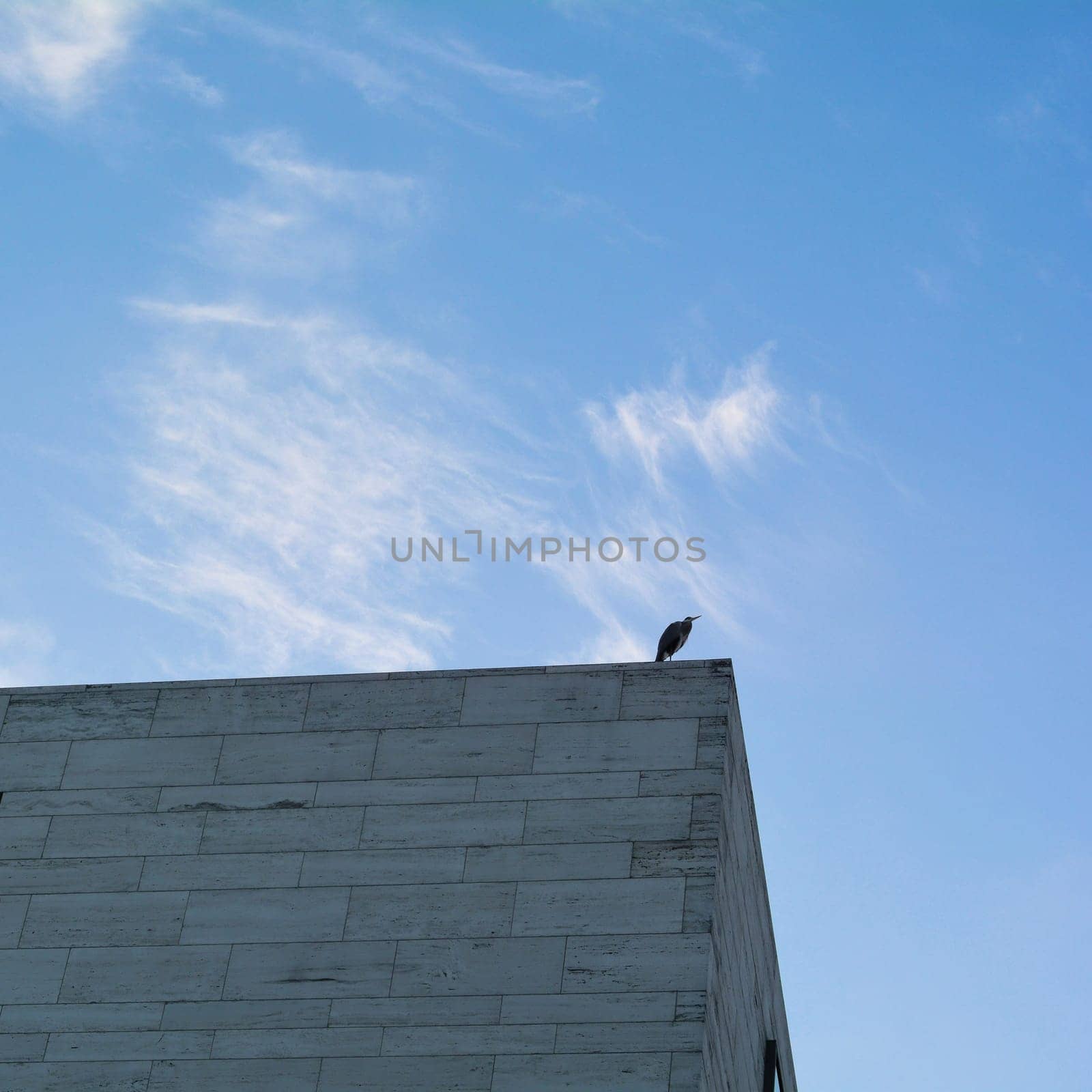 Heron over the roofs of Berlin