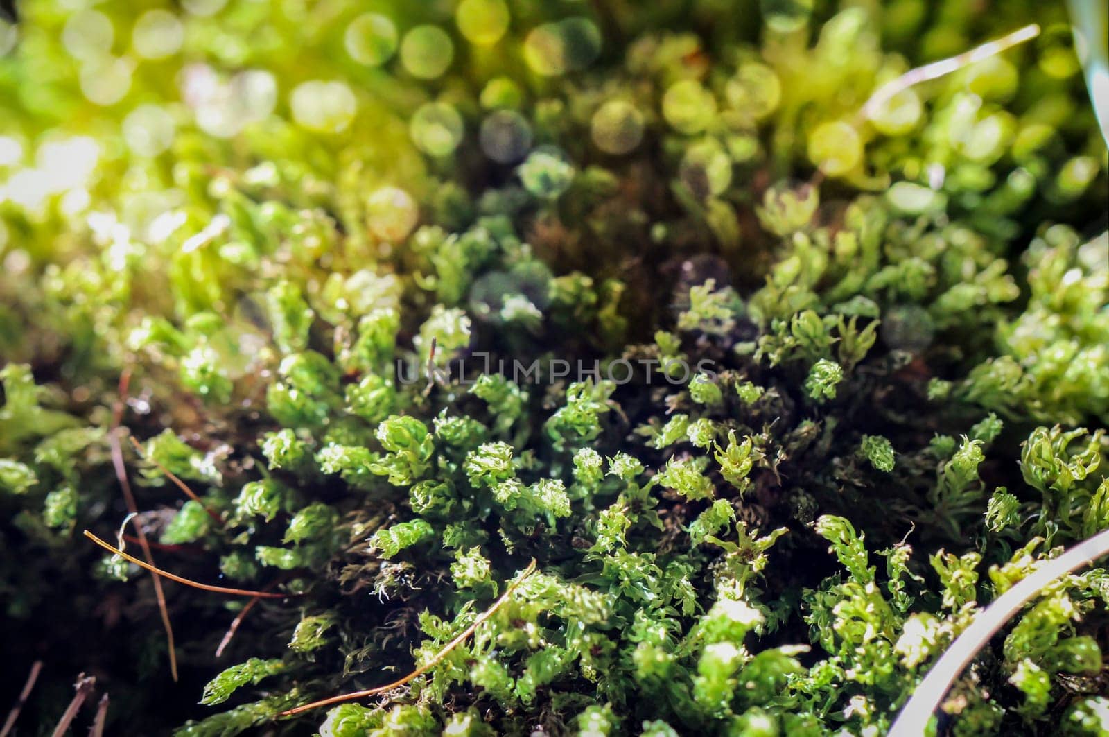 Beautiful green moss on the floor, moss closeup, macro.