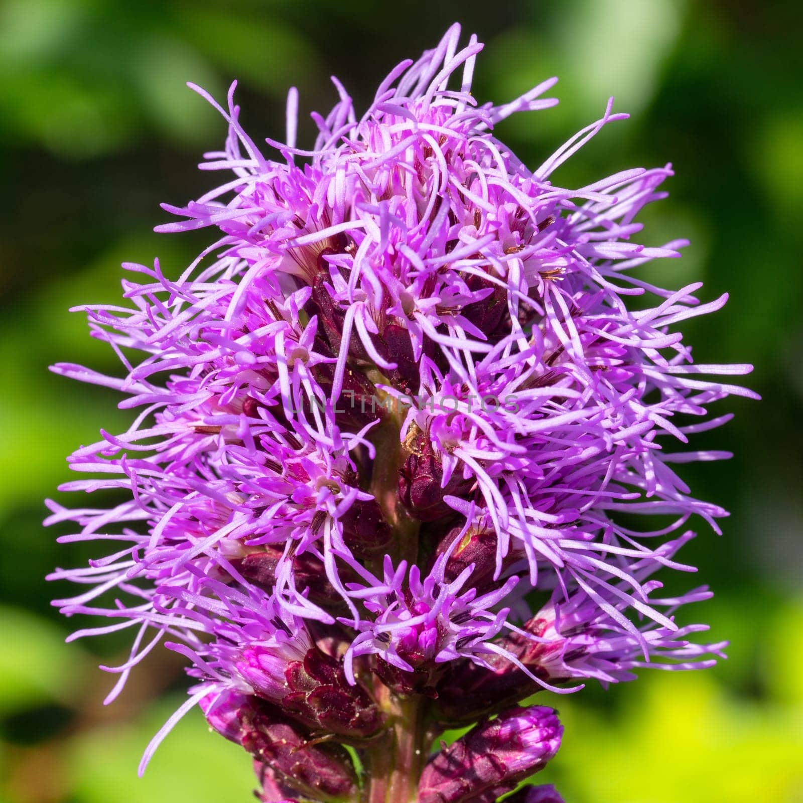 Prairie gay feather (Liatris spicata), flowers of summer