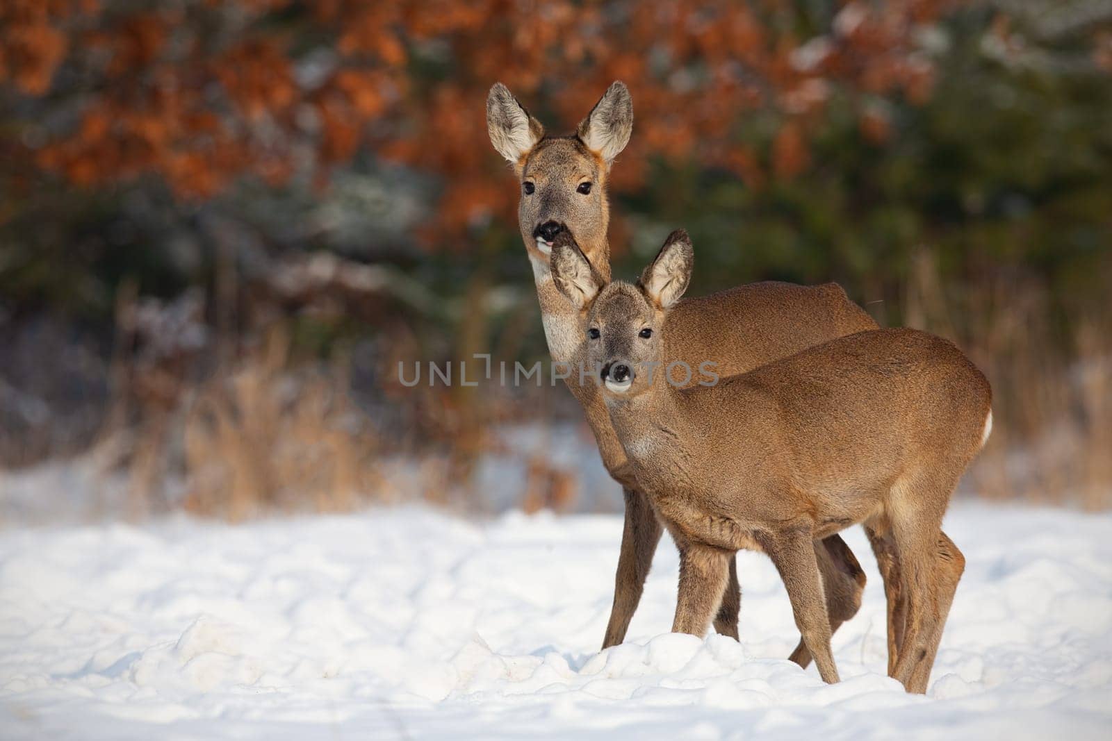 Roe deer, capreolus capreolus, family in deep snow in winter. Cute wild animals standing close together. Herd of animals enyojing their presence. Happy wildlife scenery with positive emotions. Mammals in natural environment. Horizontal orientation.