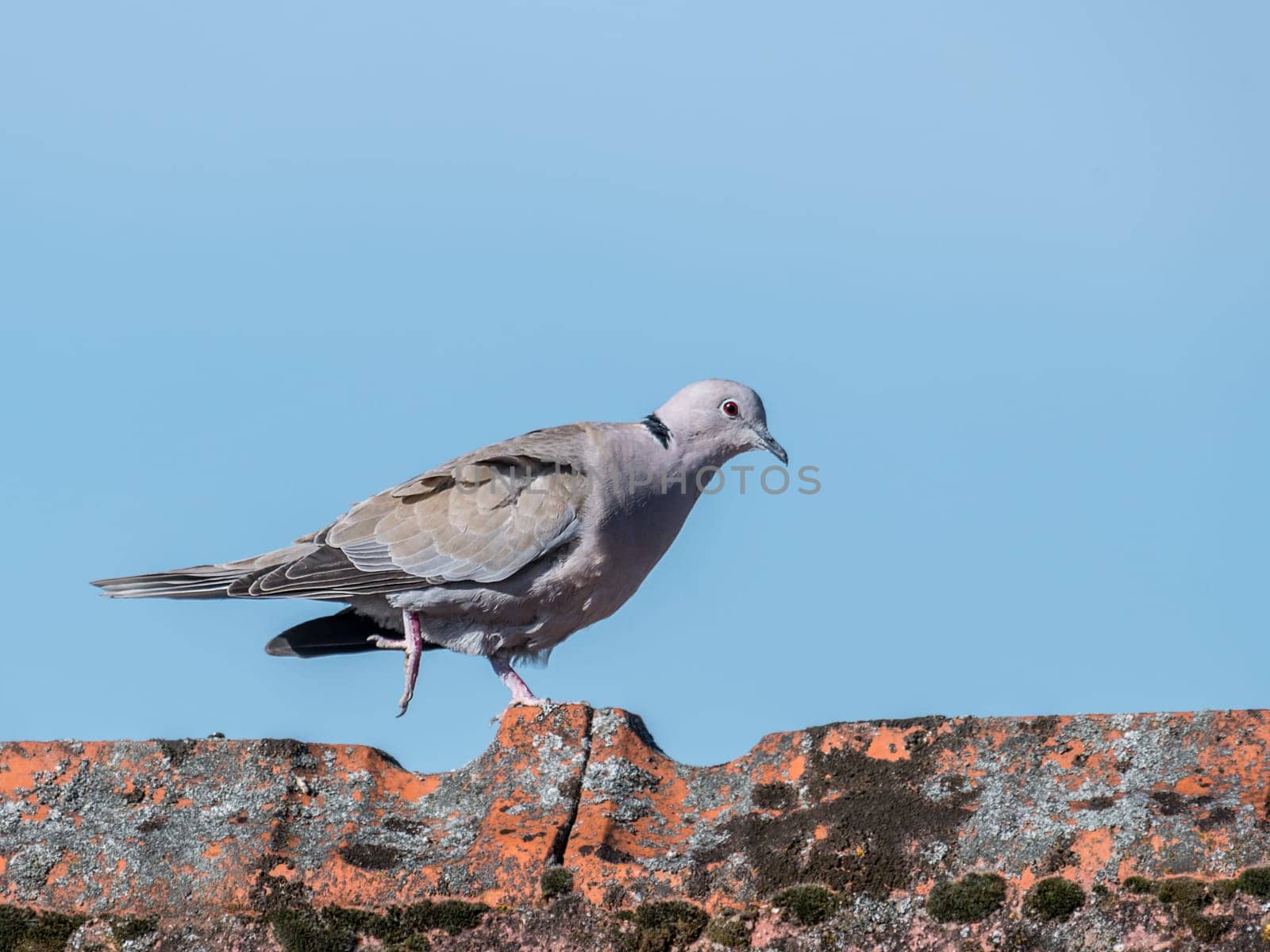 Ringdove walks over a roof ridge in front of a blue sky