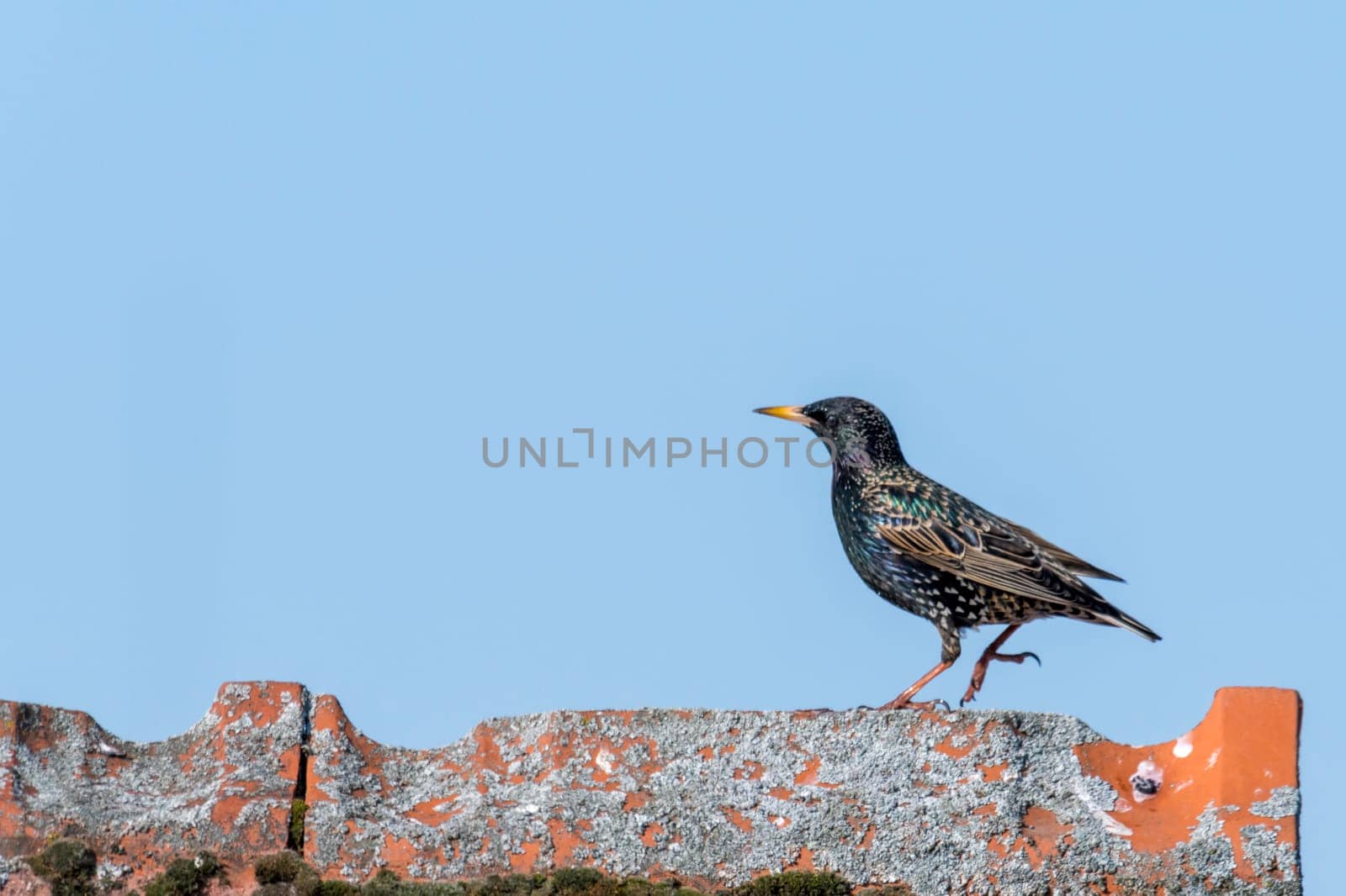 Starling walks over a roof ridge in front of a blue sky