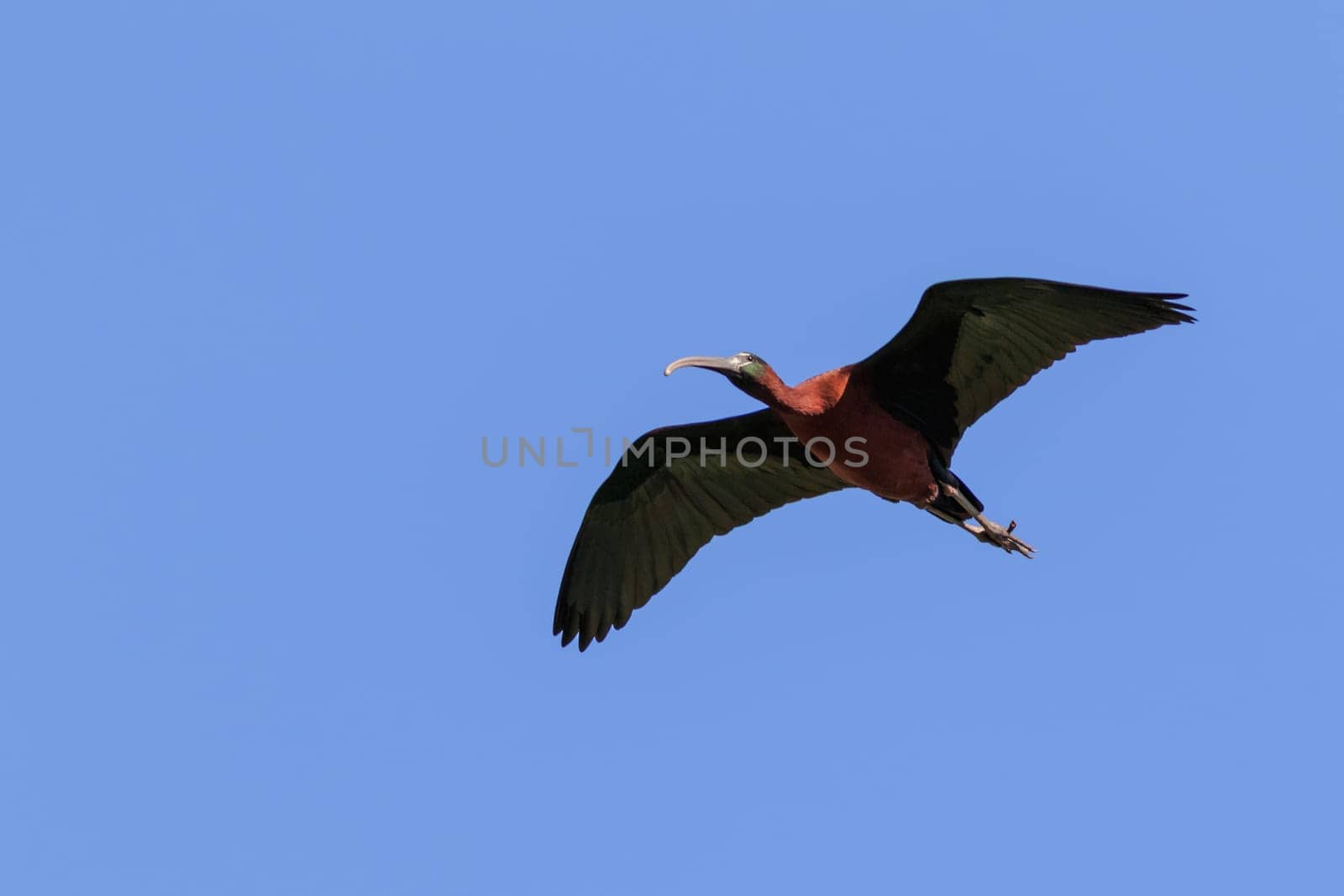 glossy ibis ( plegadis falcinellus ) in flight. Danube Delta, Romania