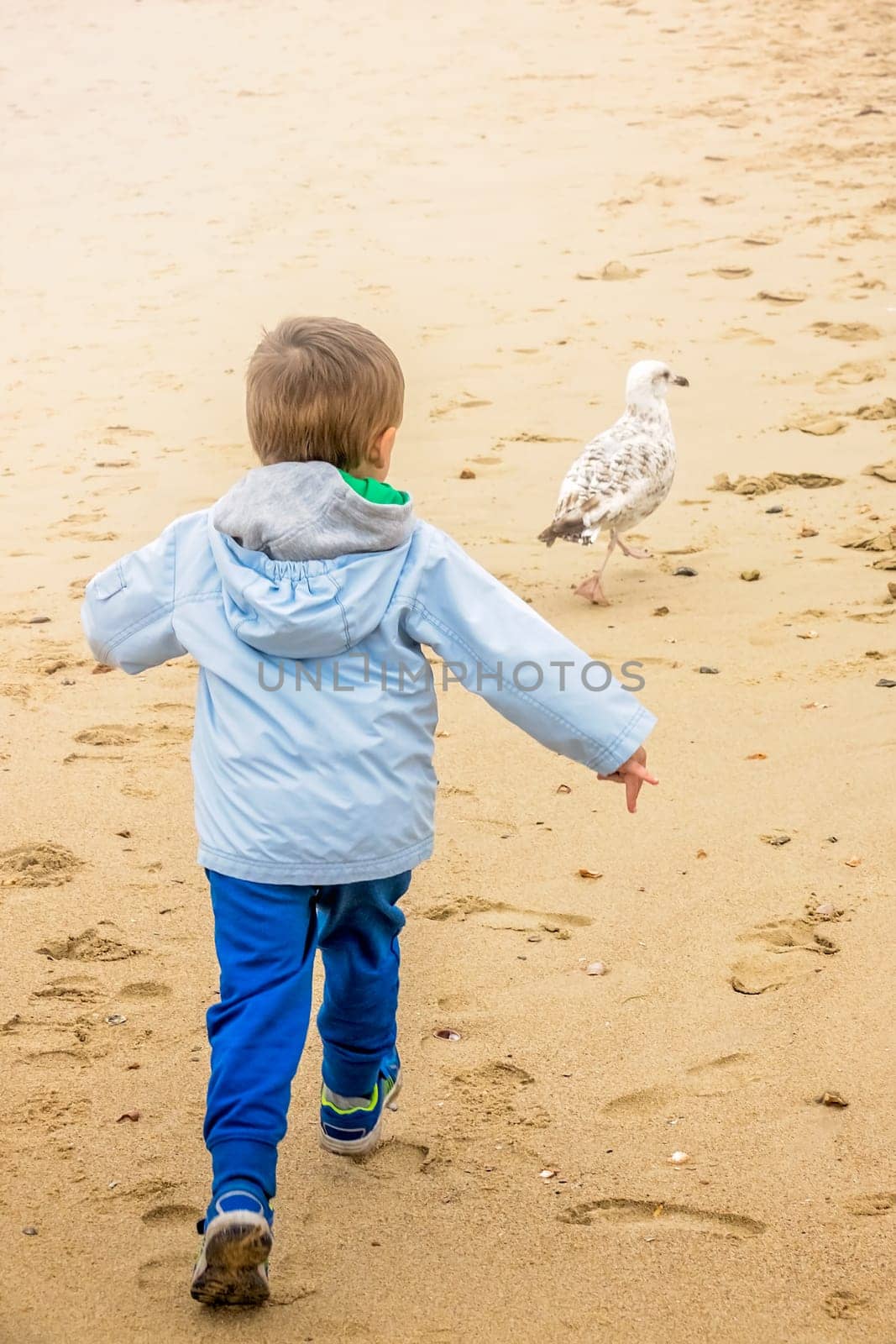 Little boy chasing white seagull on the beach in autumn
