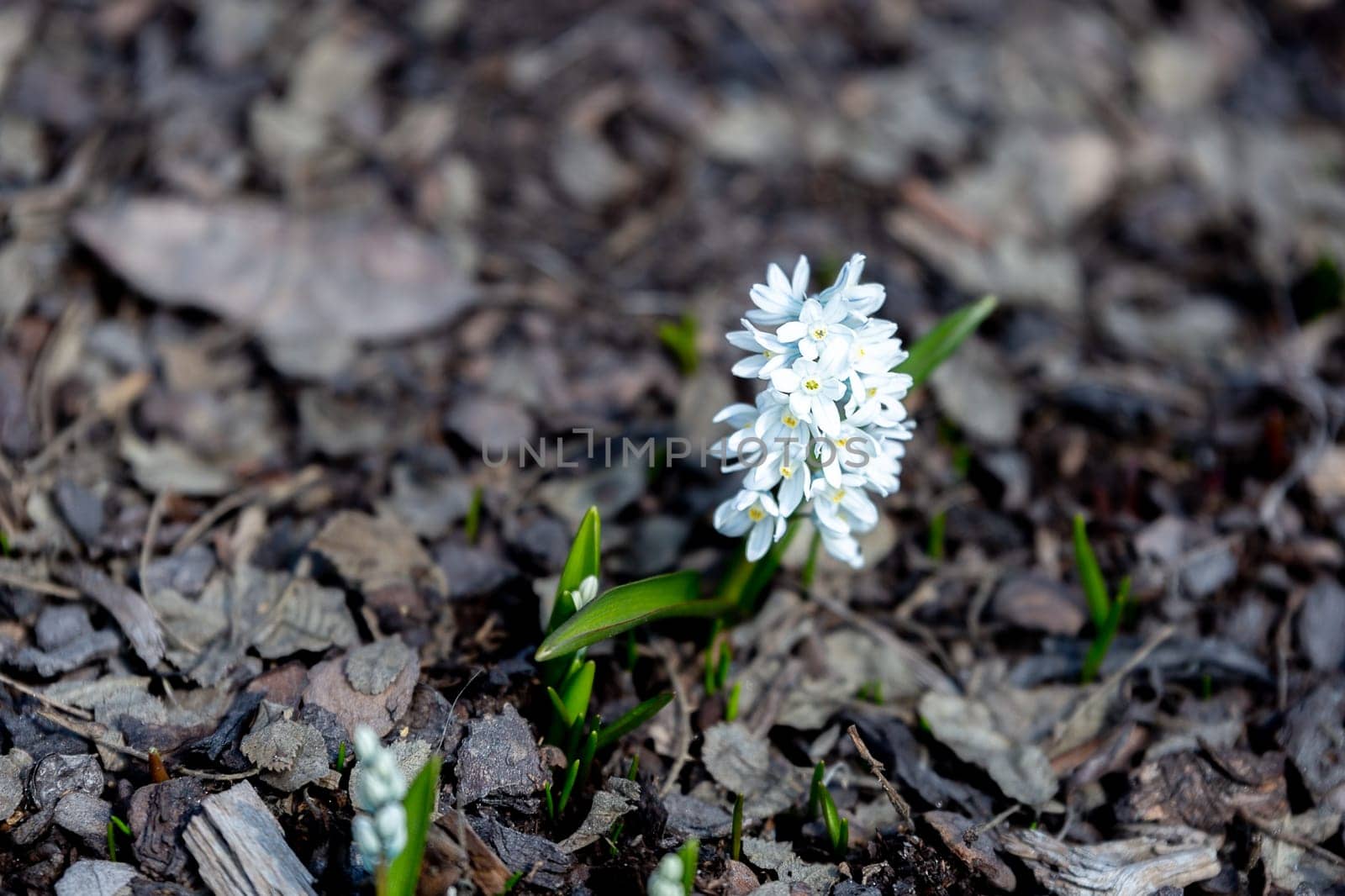 Striped Squill flower close up.