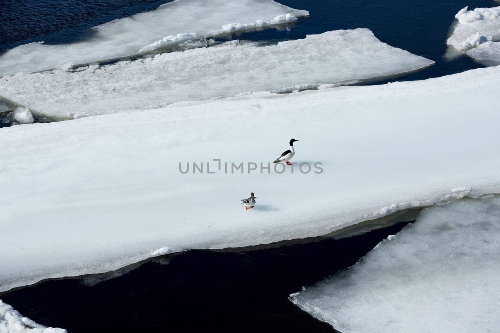 Pair of Common Merganser on an ice sheet floating in water.