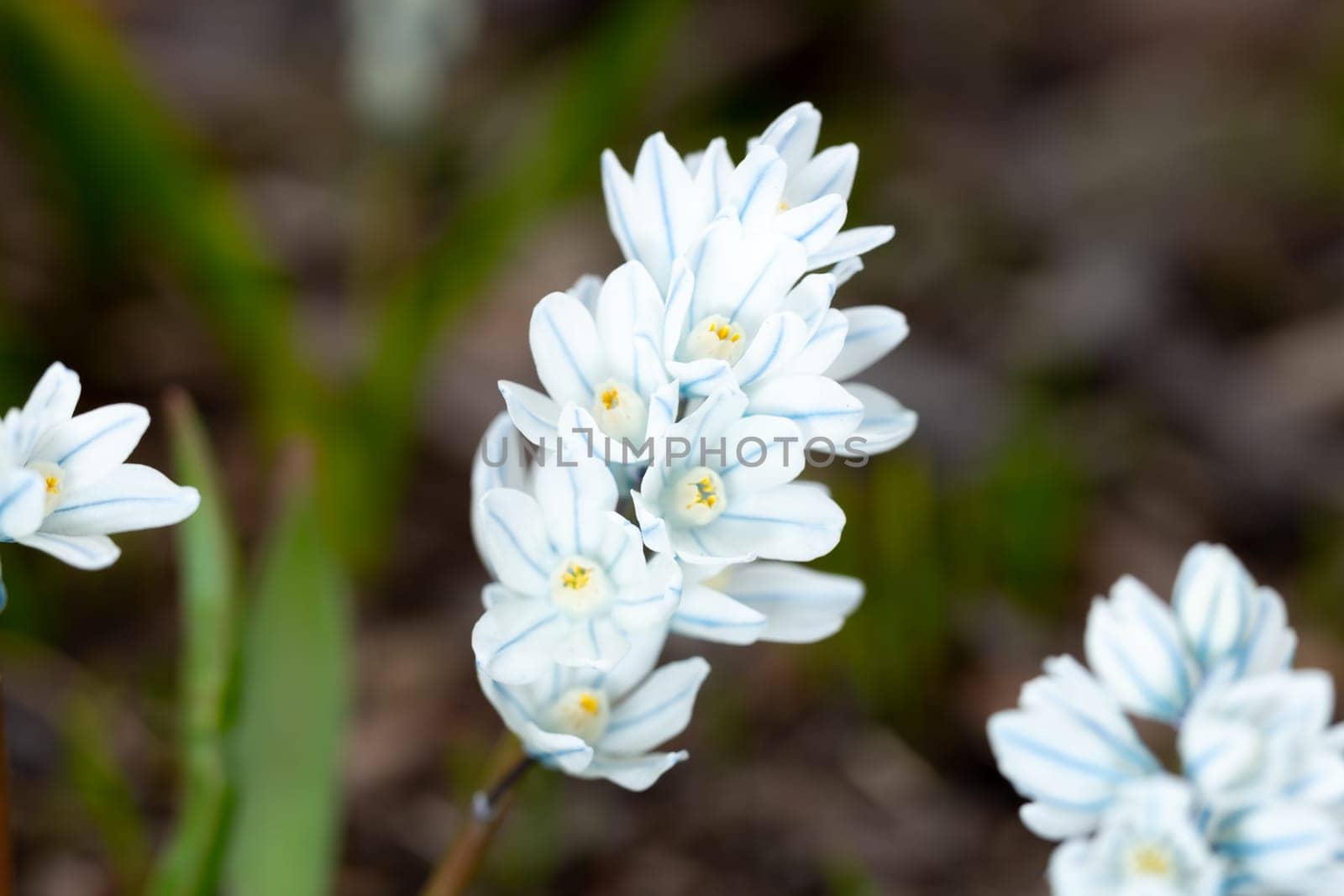 Striped Squill flower close up.