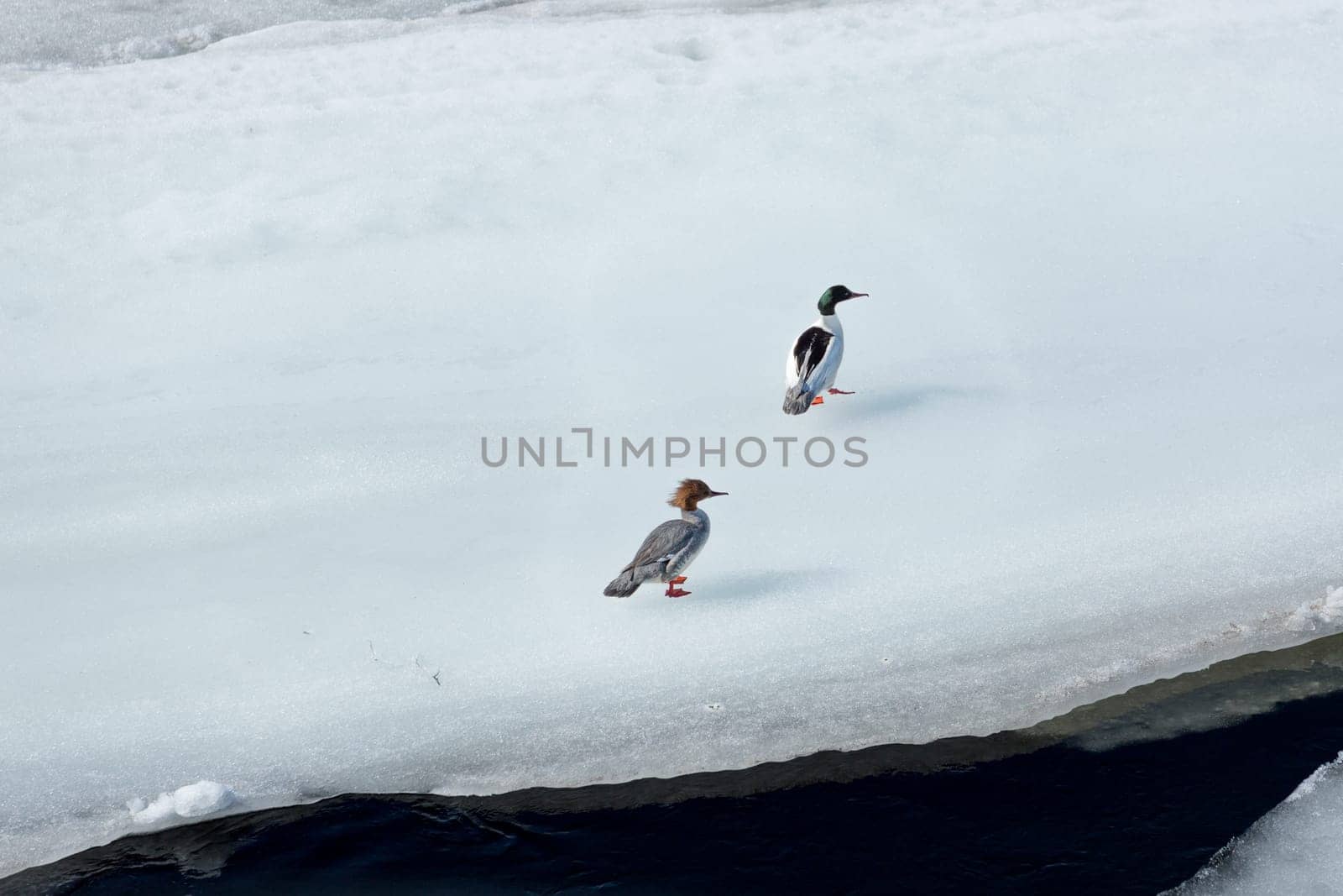Pair of Common Merganser on an ice sheet floating in water.