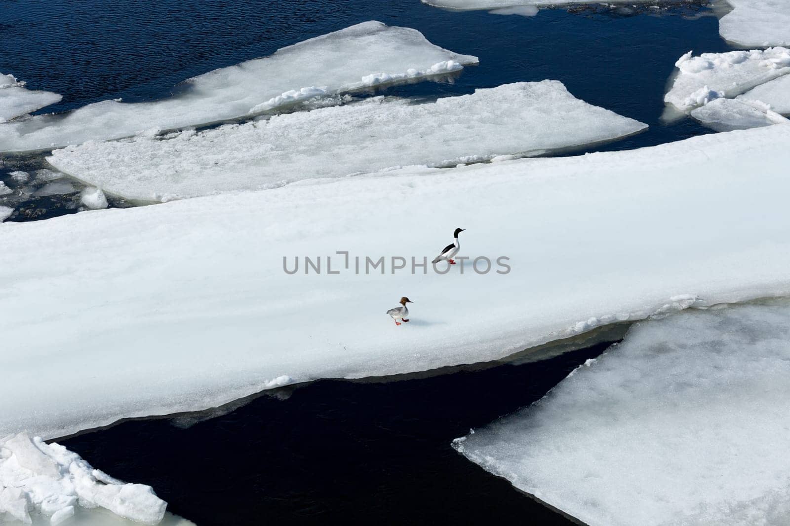 Pair of Common Merganser on an ice sheet floating in water.
