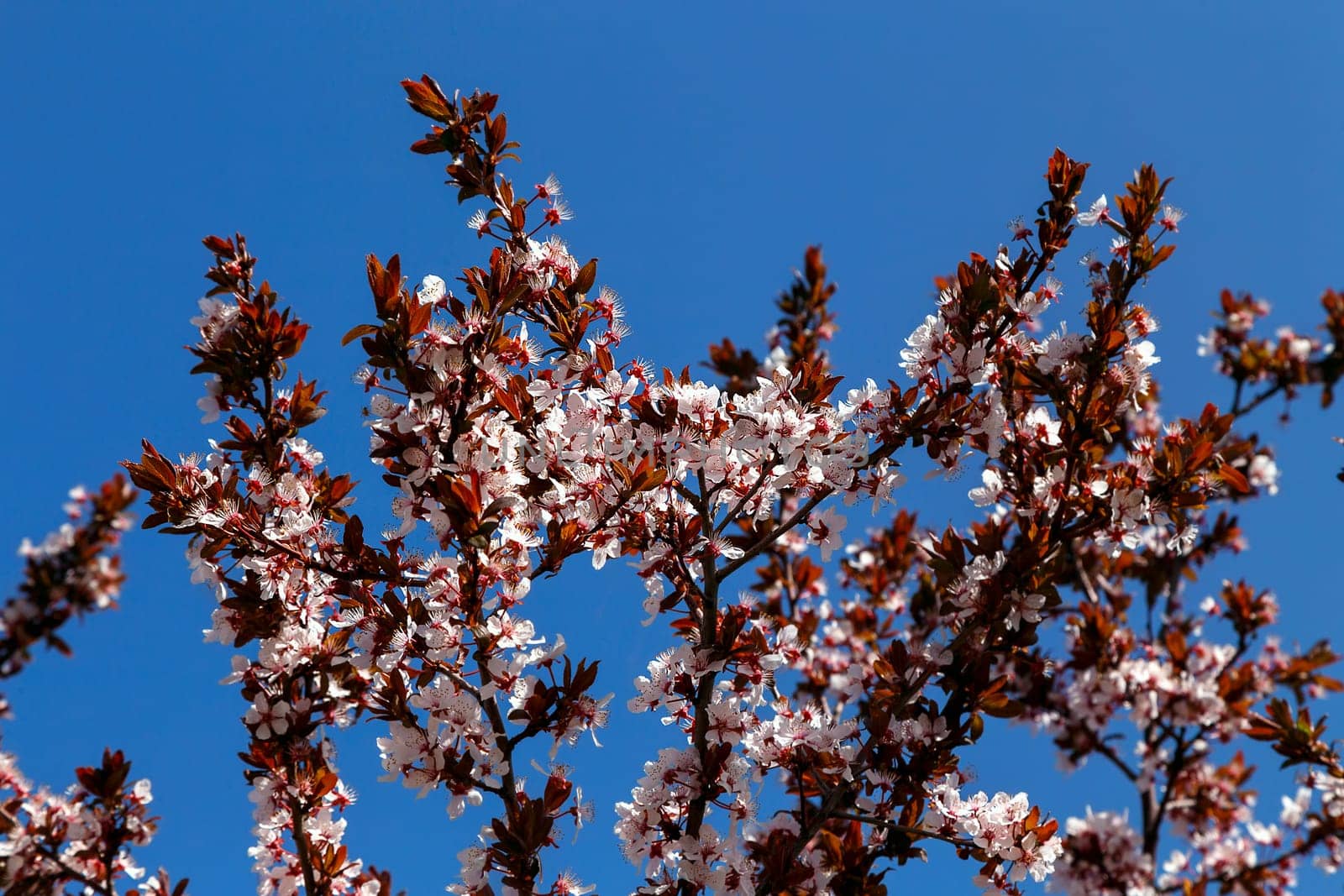 Flowering plum branches against the blue sky, spring flowering