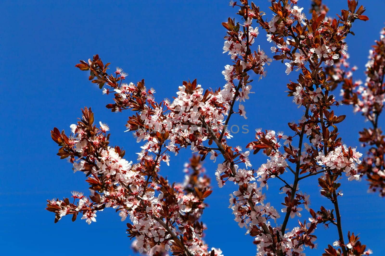 Flowering plum branches against the blue sky, spring flowering