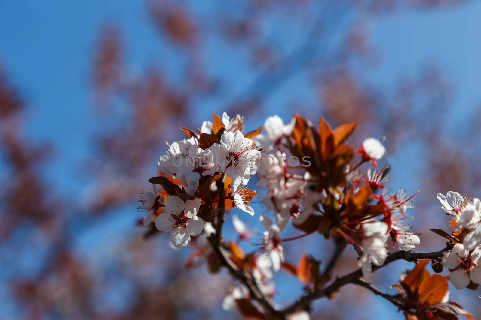 Flowering plum branches against the blue sky, spring flowering