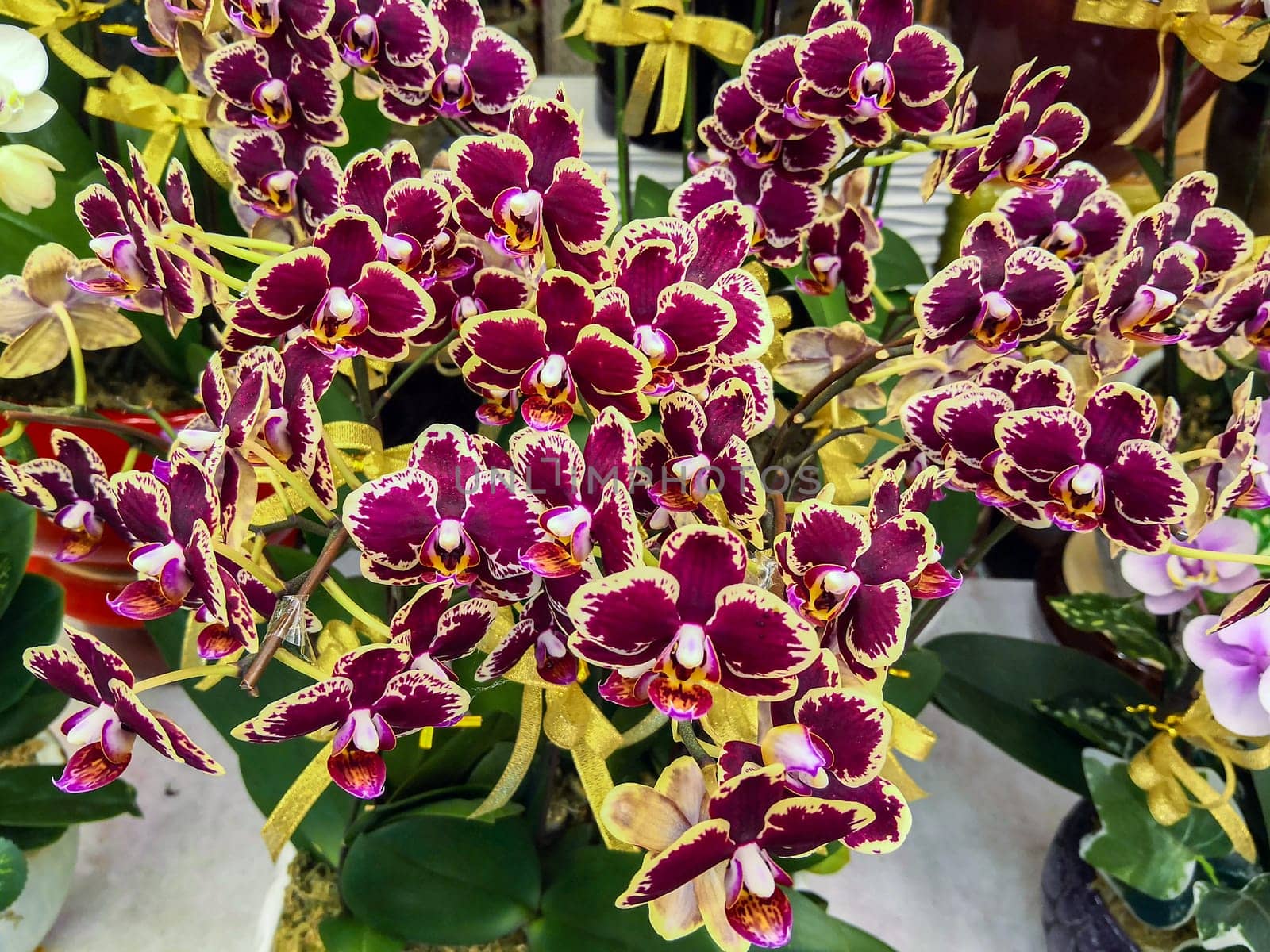 Orchids in a flower shop, China, Hong Kong