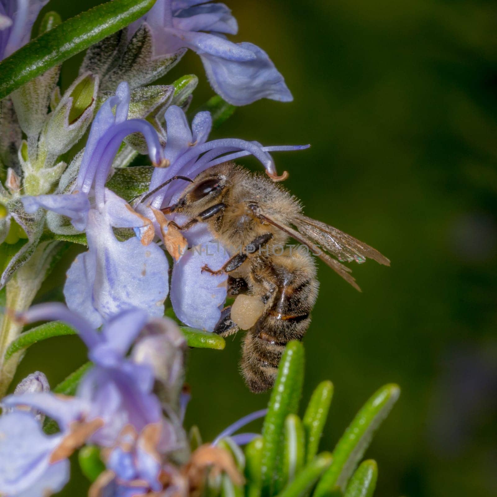 Honeybee in the spring is flying to a rosemary blossom, against blurred background and copy space