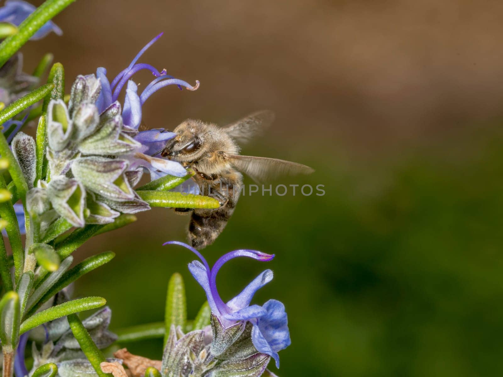 Honeybee in the spring is flying to a rosemary blossom, against blurred background and copy space