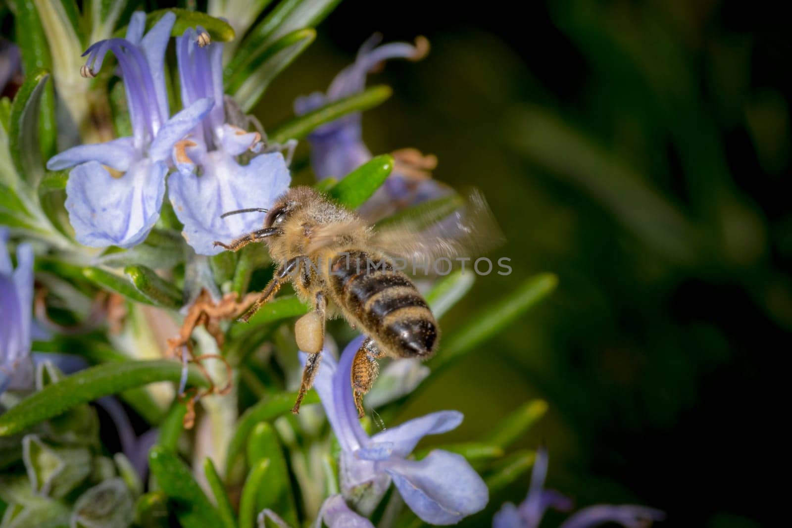 Honeybee in the spring is flying to a rosemary blossom, against blurred background and copy space