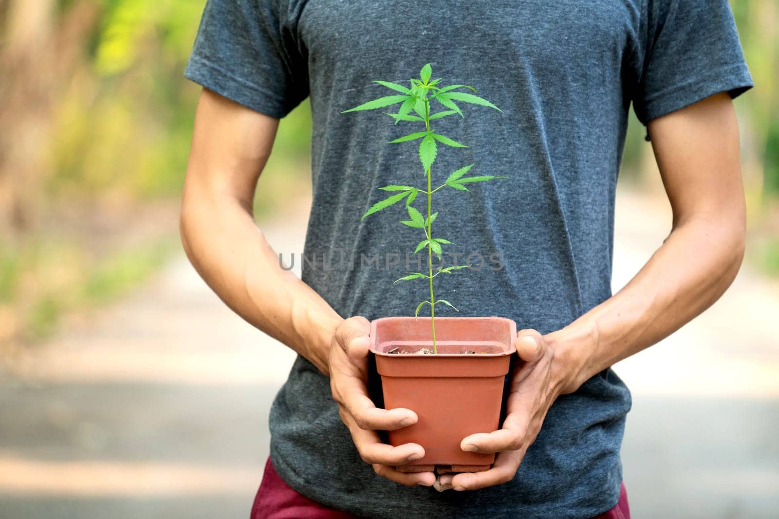 Hand holding marijuana in pod  ( Cannabis sativa indica )