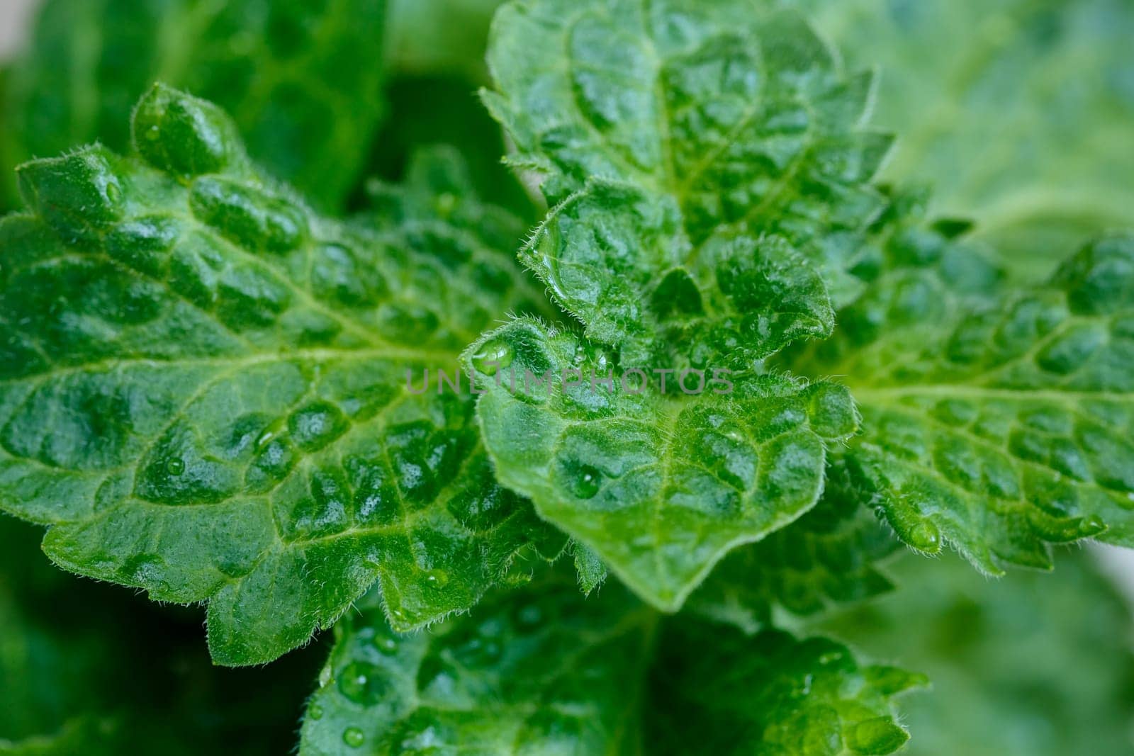 A bunch of green fresh curly mint close-up