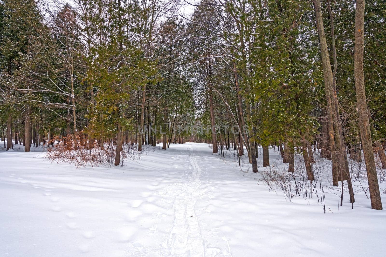 Snowshoe tracks Through a Winter Woodland in Peninsula State Park in Wisconsin