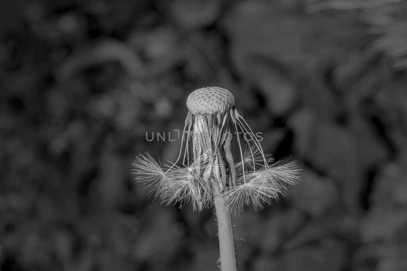 Ripe dandelion Seed Blossom in front of soft blurred green background monochrom