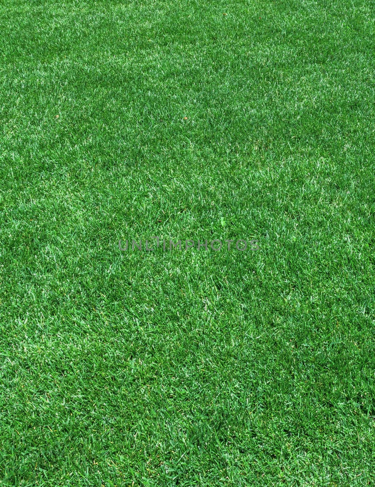 Texture of grass field ideal for your creative backgrounds