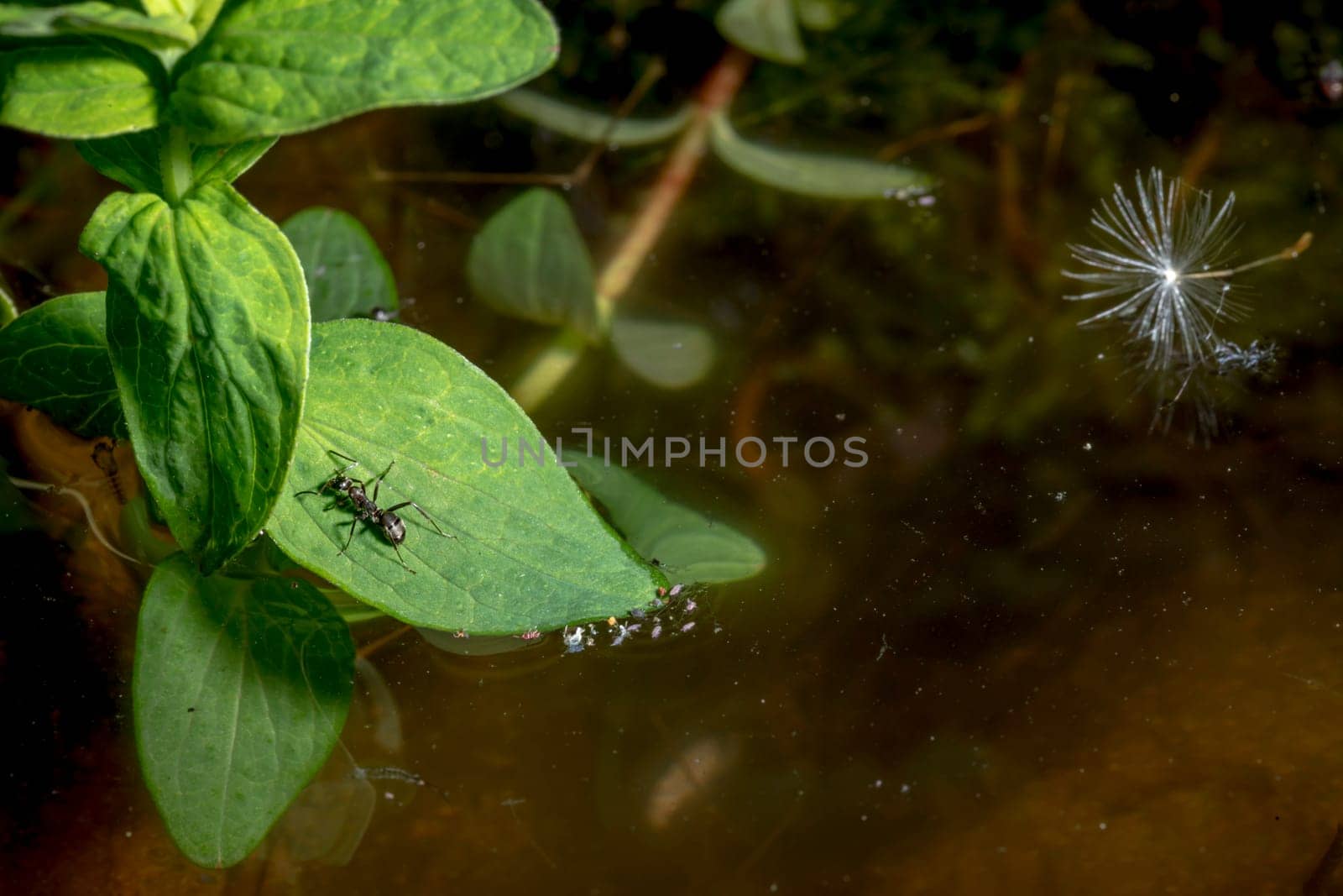 Ant sits on a leaf floating in a dark pond with dandelion seeds.