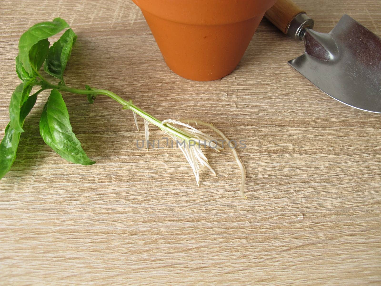 Basil shoot with roots for regrow herbs