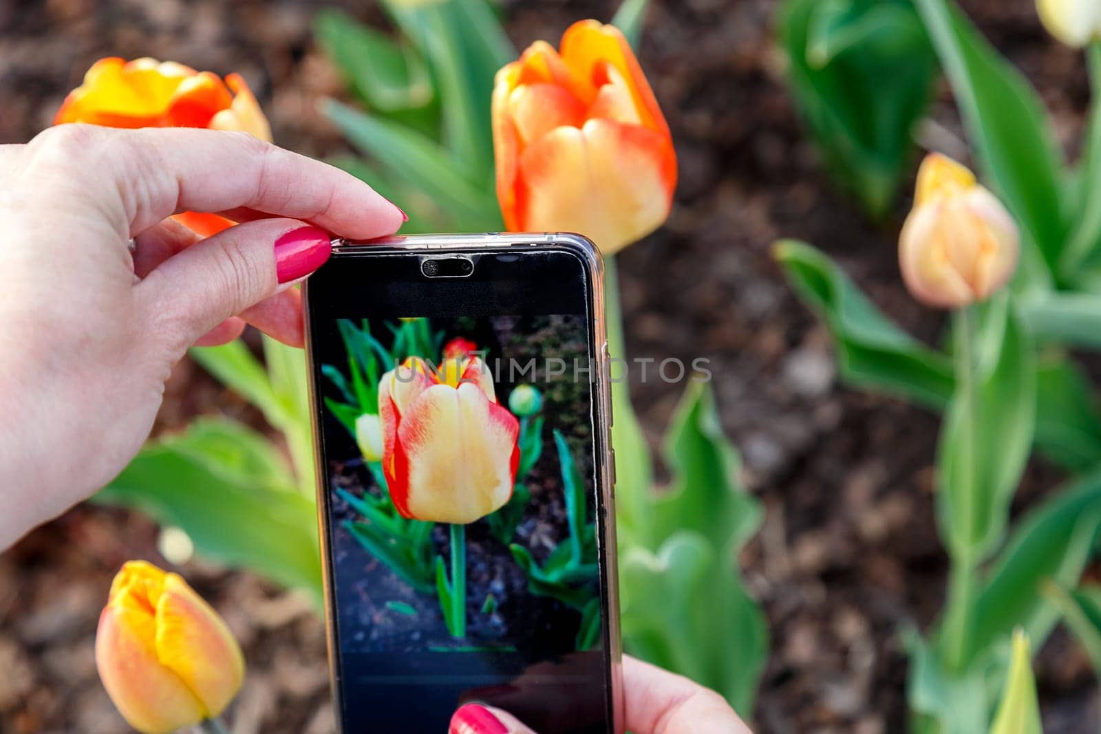Shooting tulips on mobile by female hands, close-up