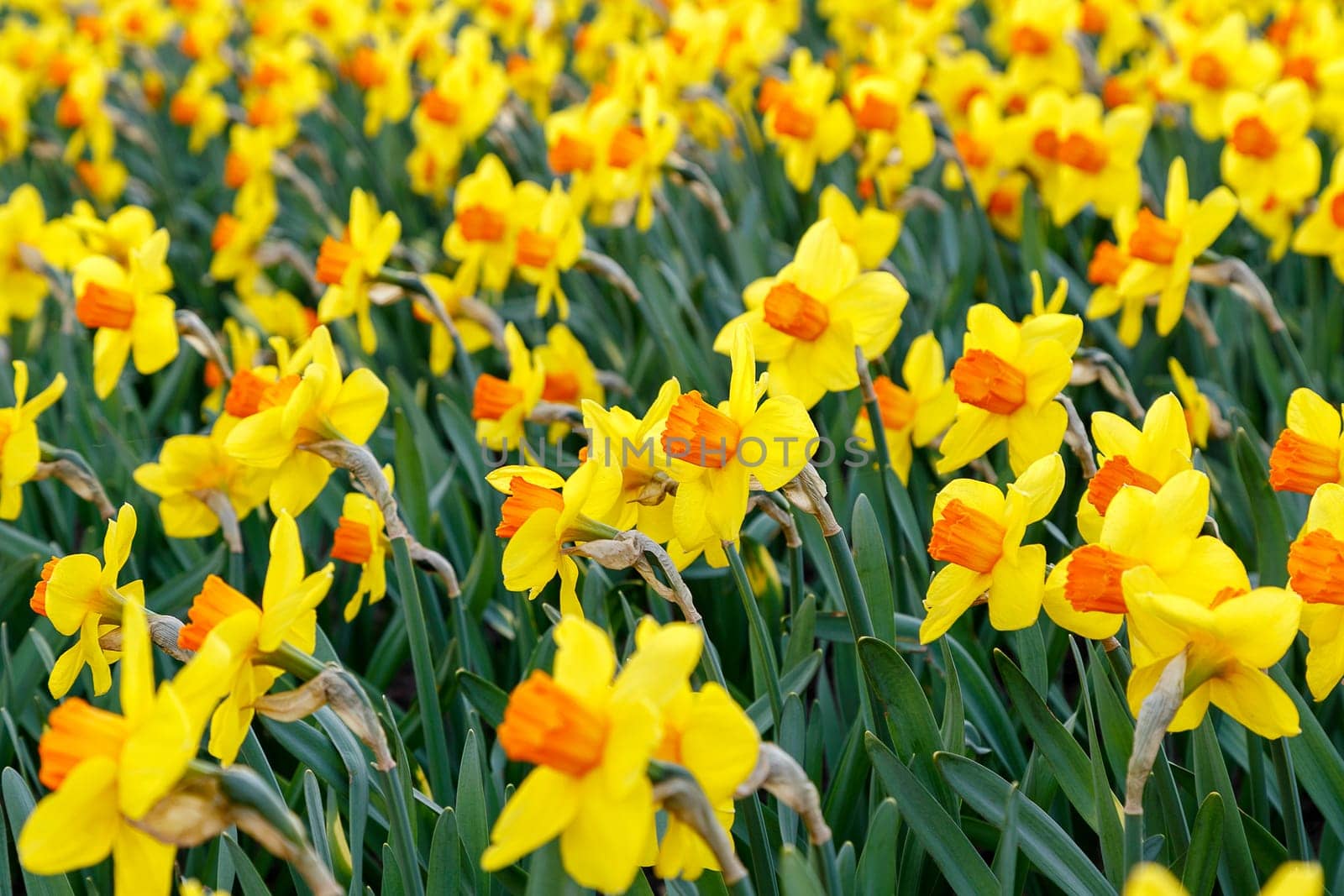 first daffodils in the flower bed in spring