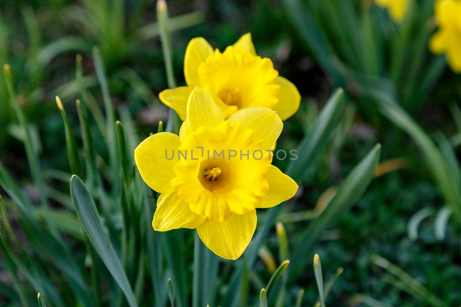 first daffodils in the flower bed in spring