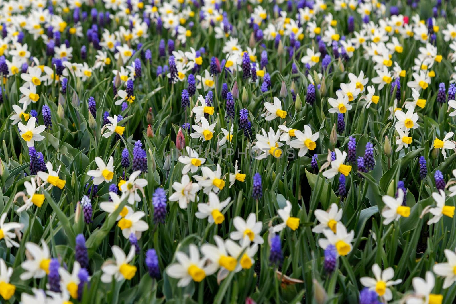 Daffodils on a city bed, spring flowering